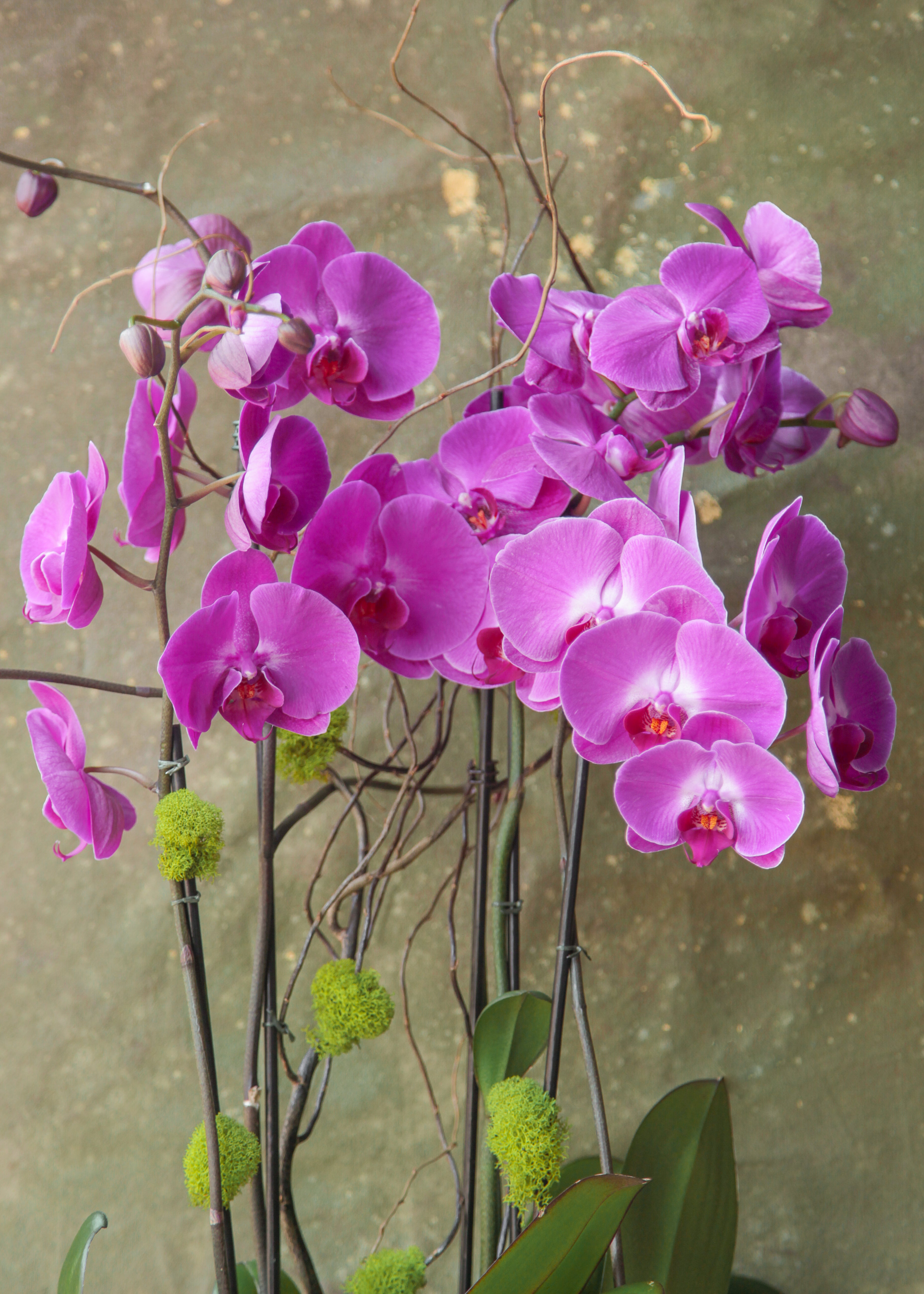 pink-stars-orchid-arrangement-floraclay-3.jpg