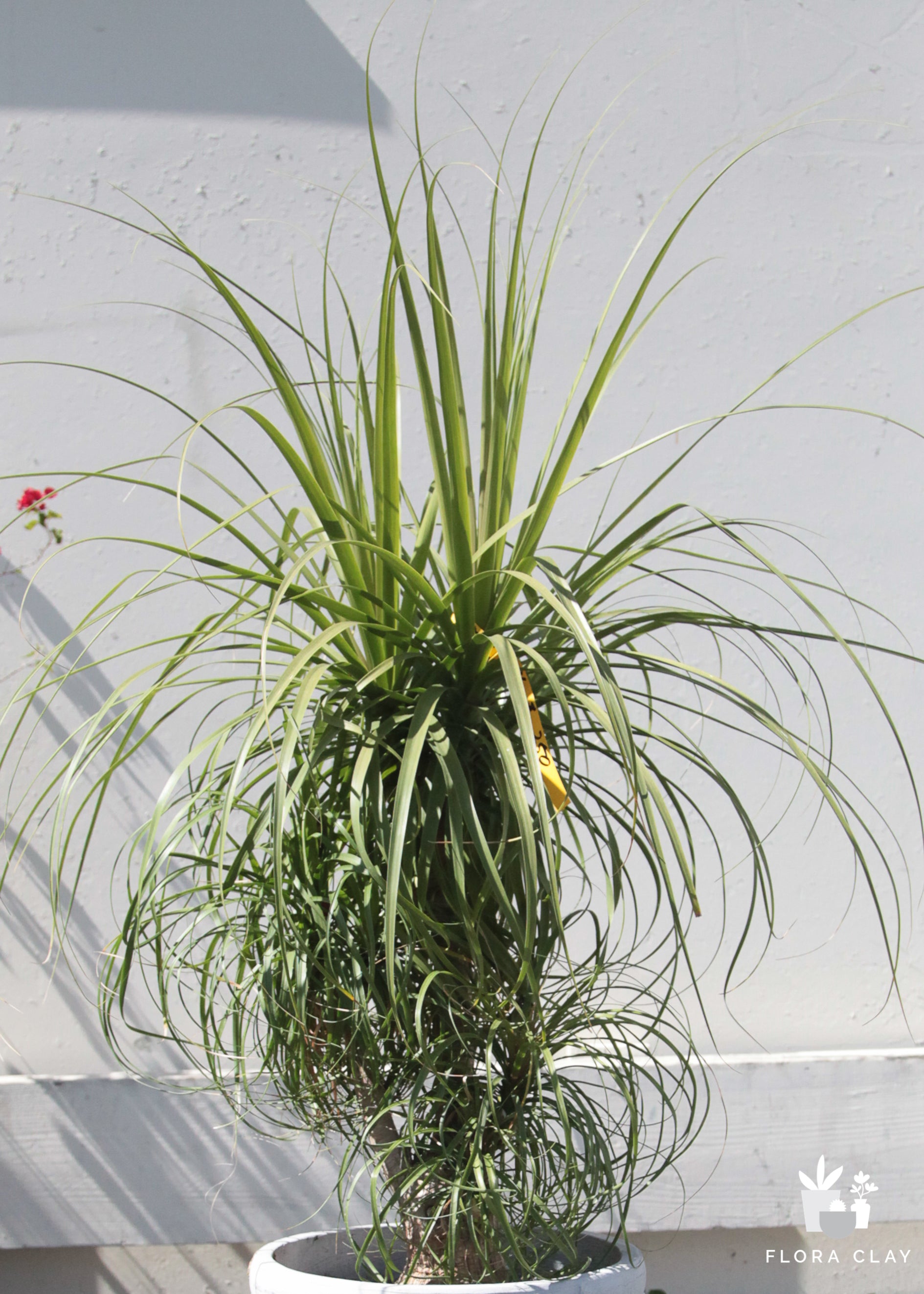 ponytail-plant-floraclay-1.jpg