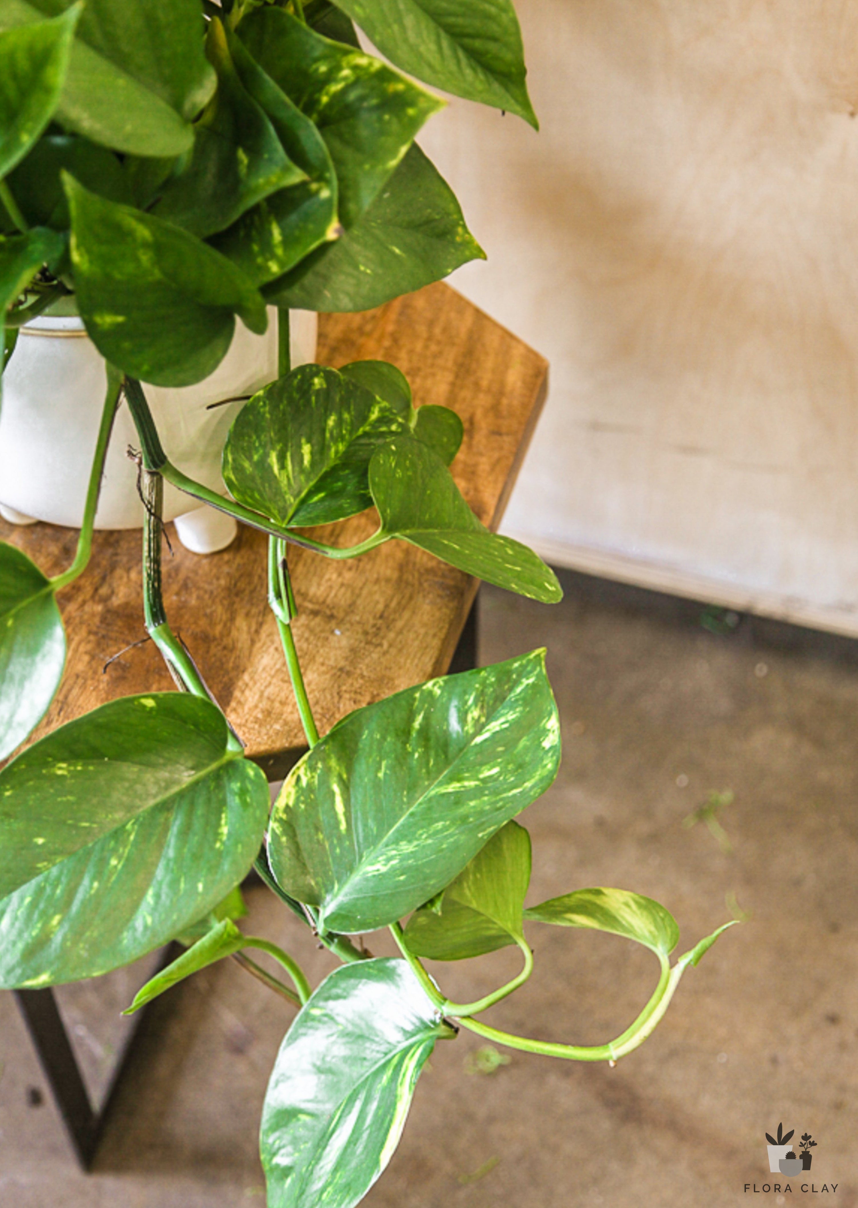 Pothos