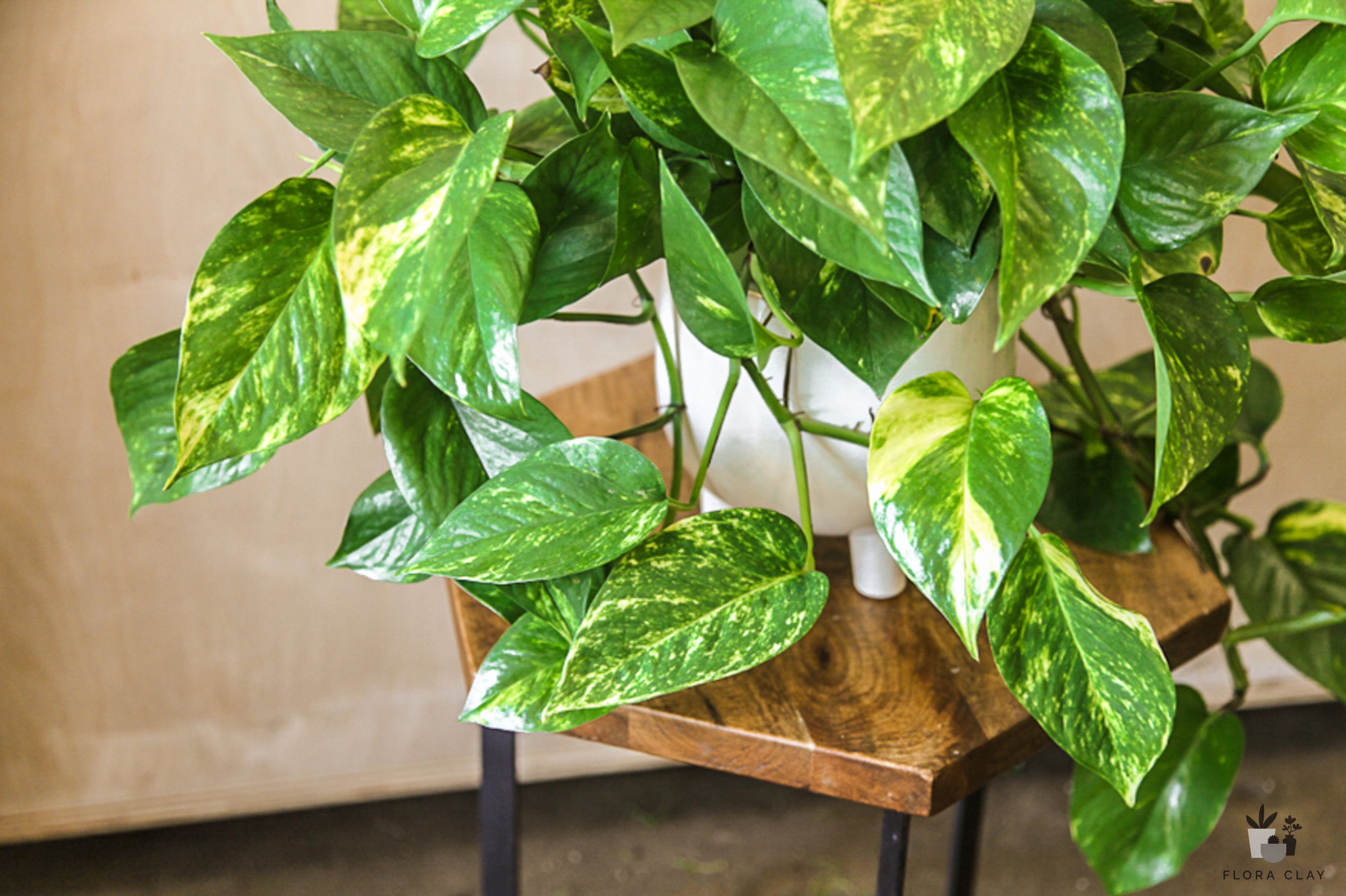 legacies pothos Pothos
