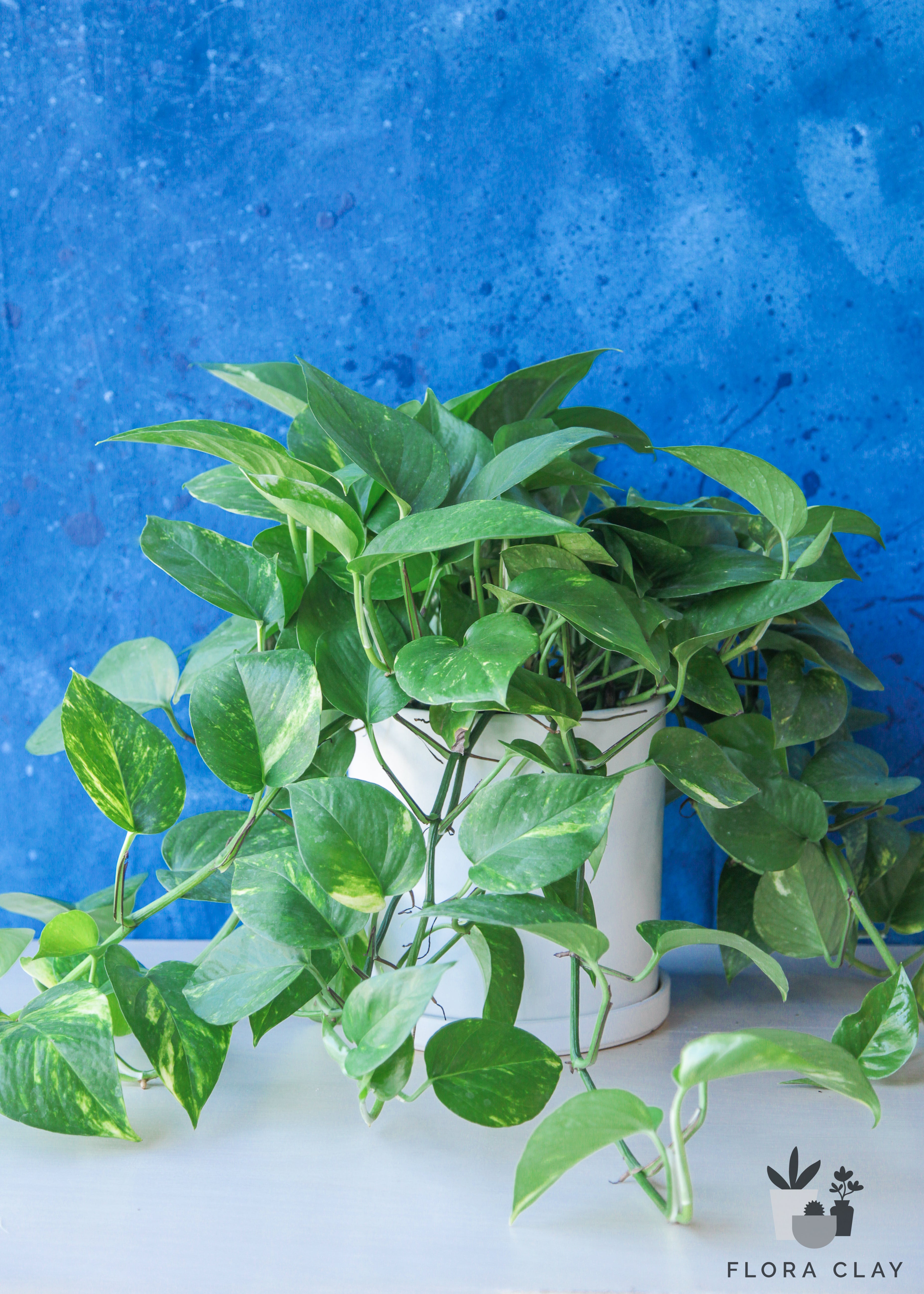 pothos in clay pot Pothos in White Ceramic