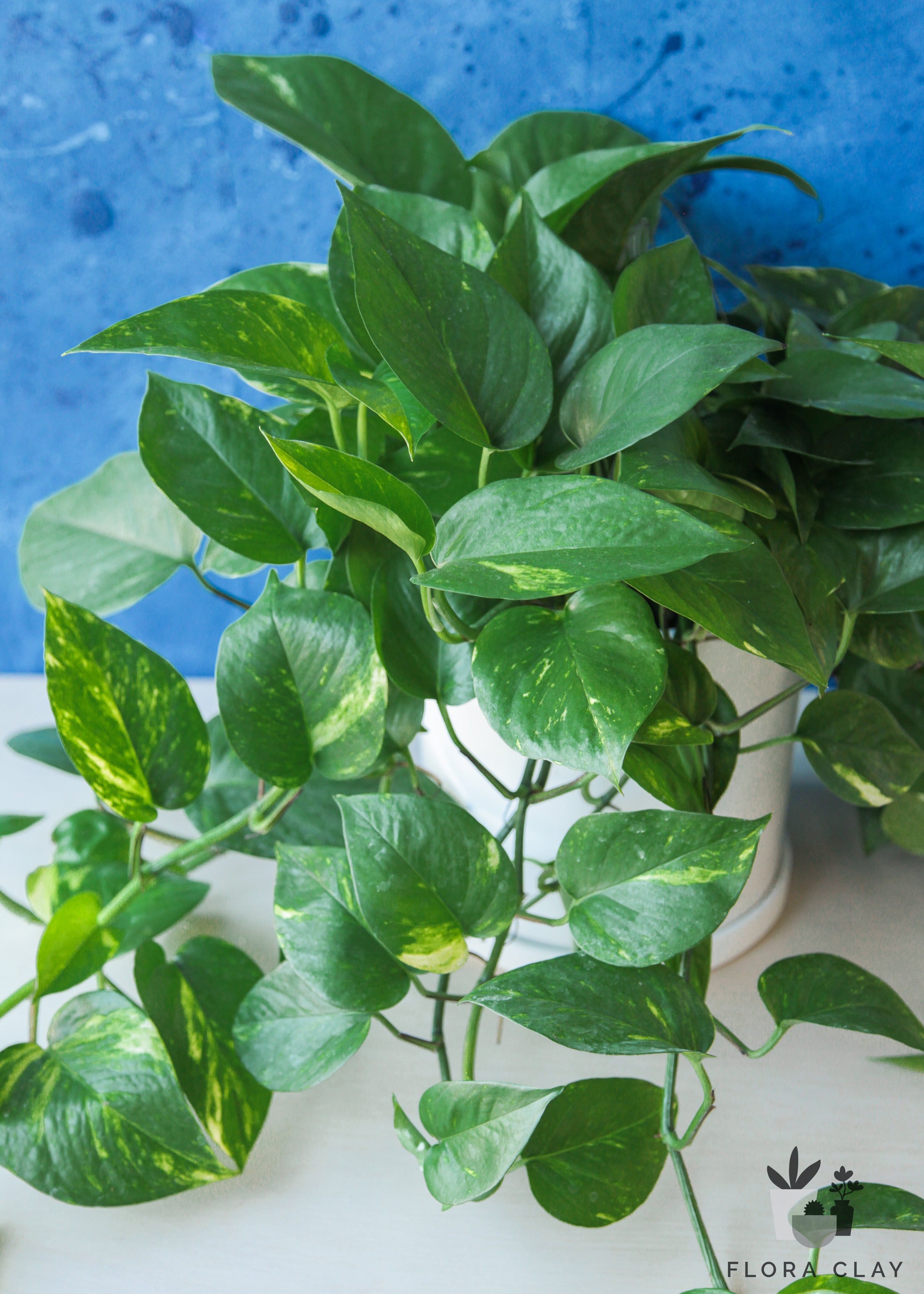 Pothos in White Ceramic