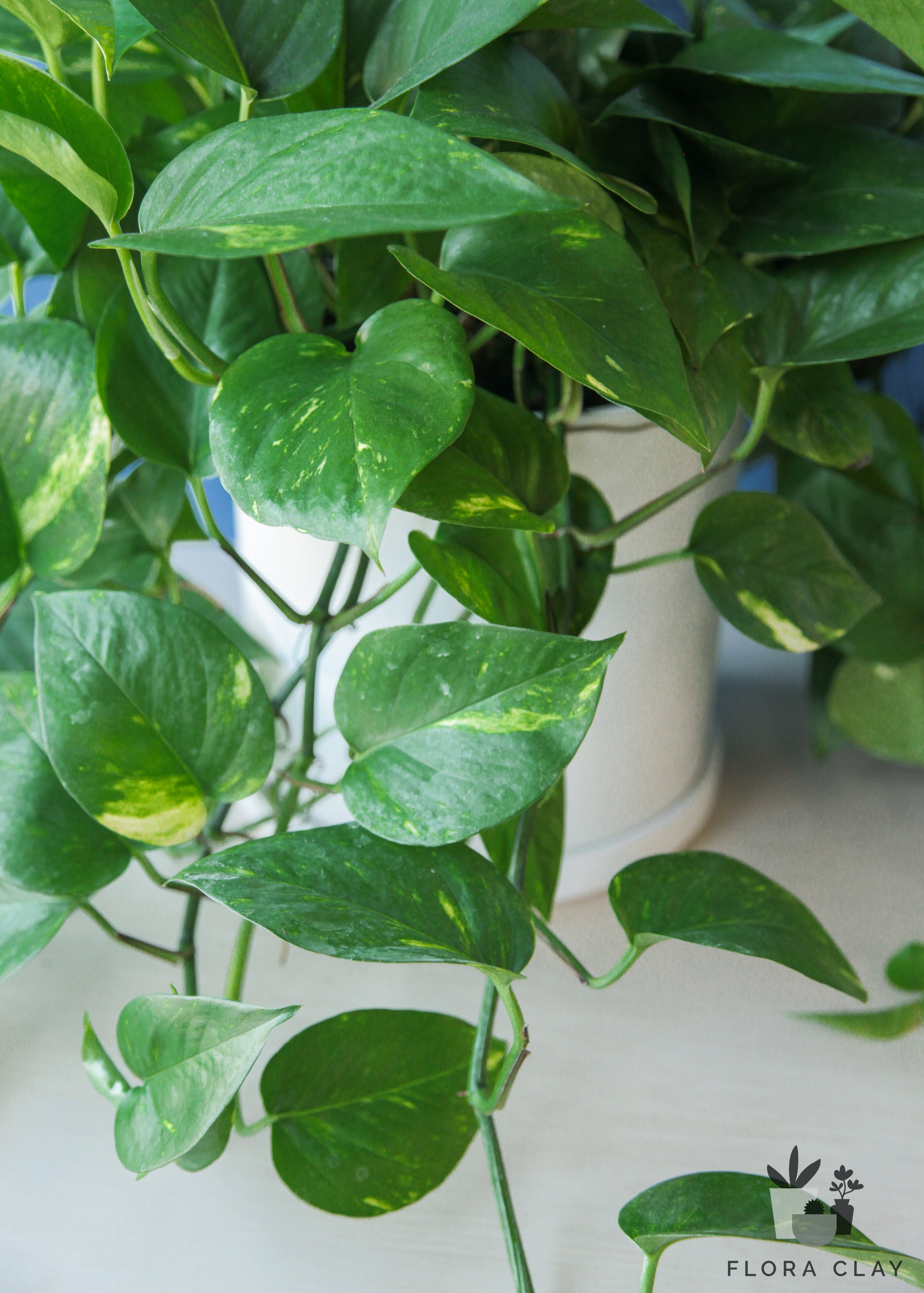 Pothos in White Ceramic