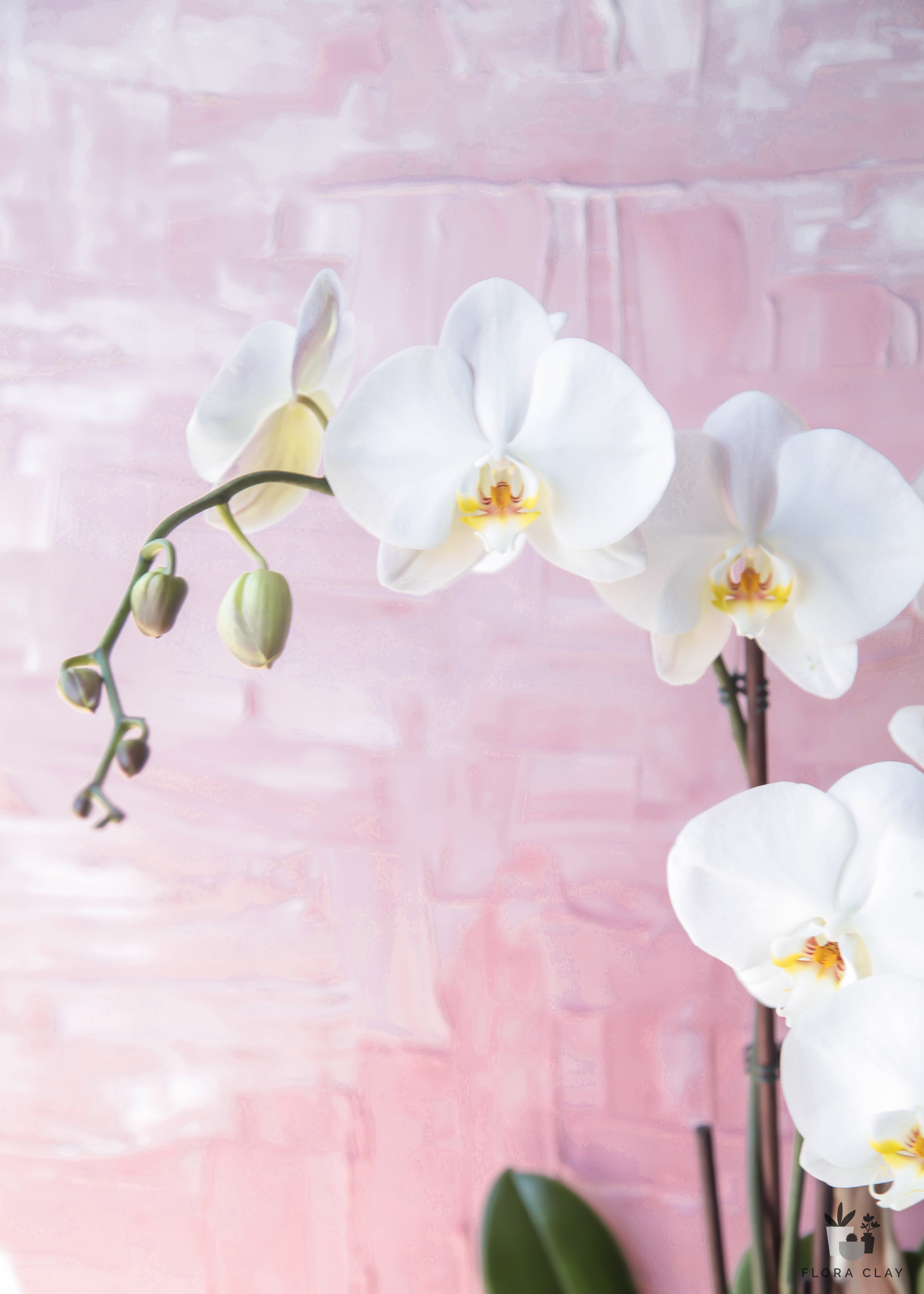 purest-love-orchid-arrangement-floraclay-3.jpg