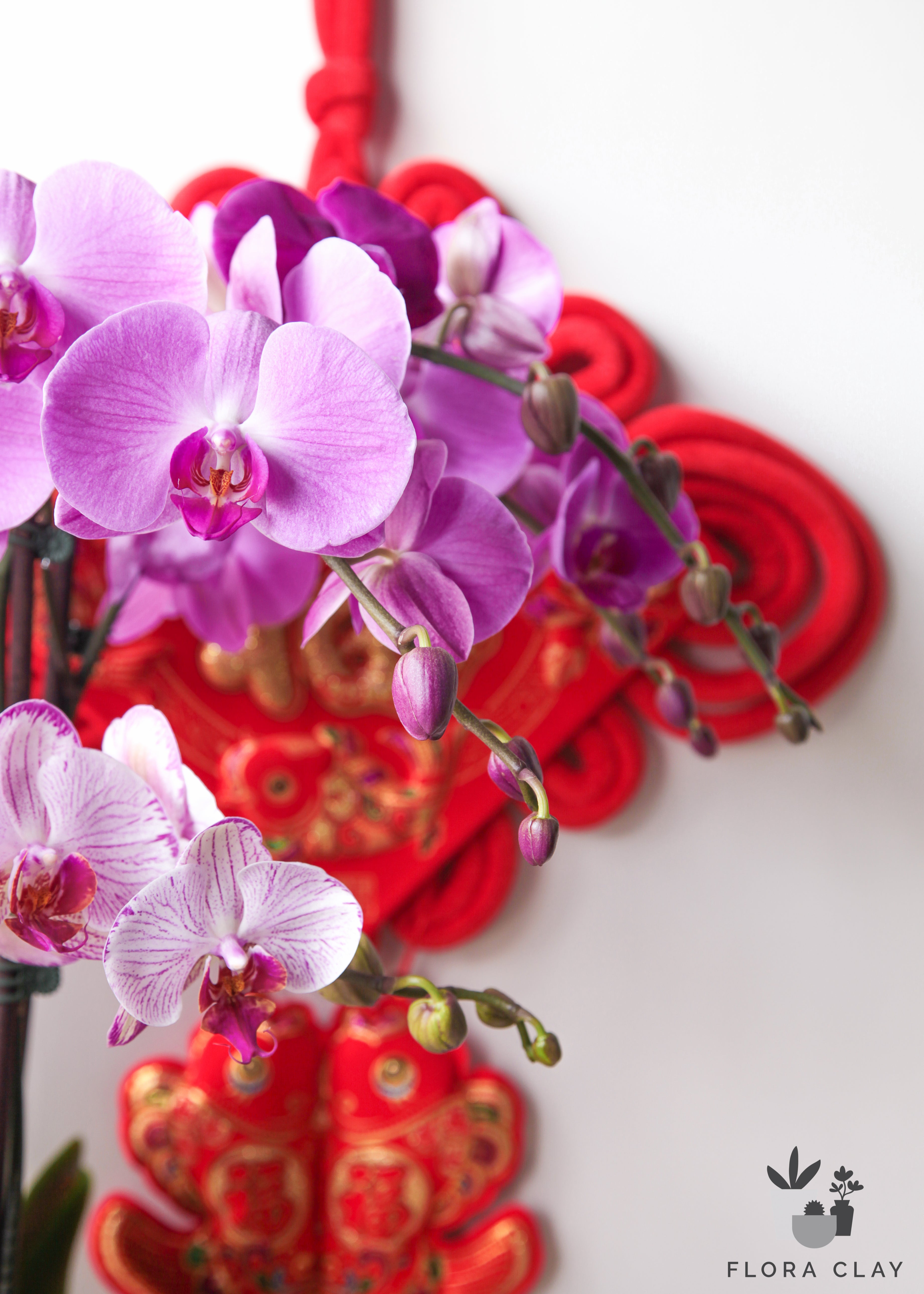 red-tiger-orchid-arrangement-floraclay-4.jpg