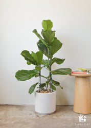 Riddle Fiddle Ficus Lyrata