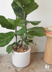 Riddle Fiddle Ficus Lyrata