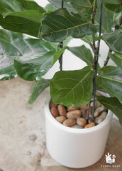 Riddle Fiddle Ficus Lyrata