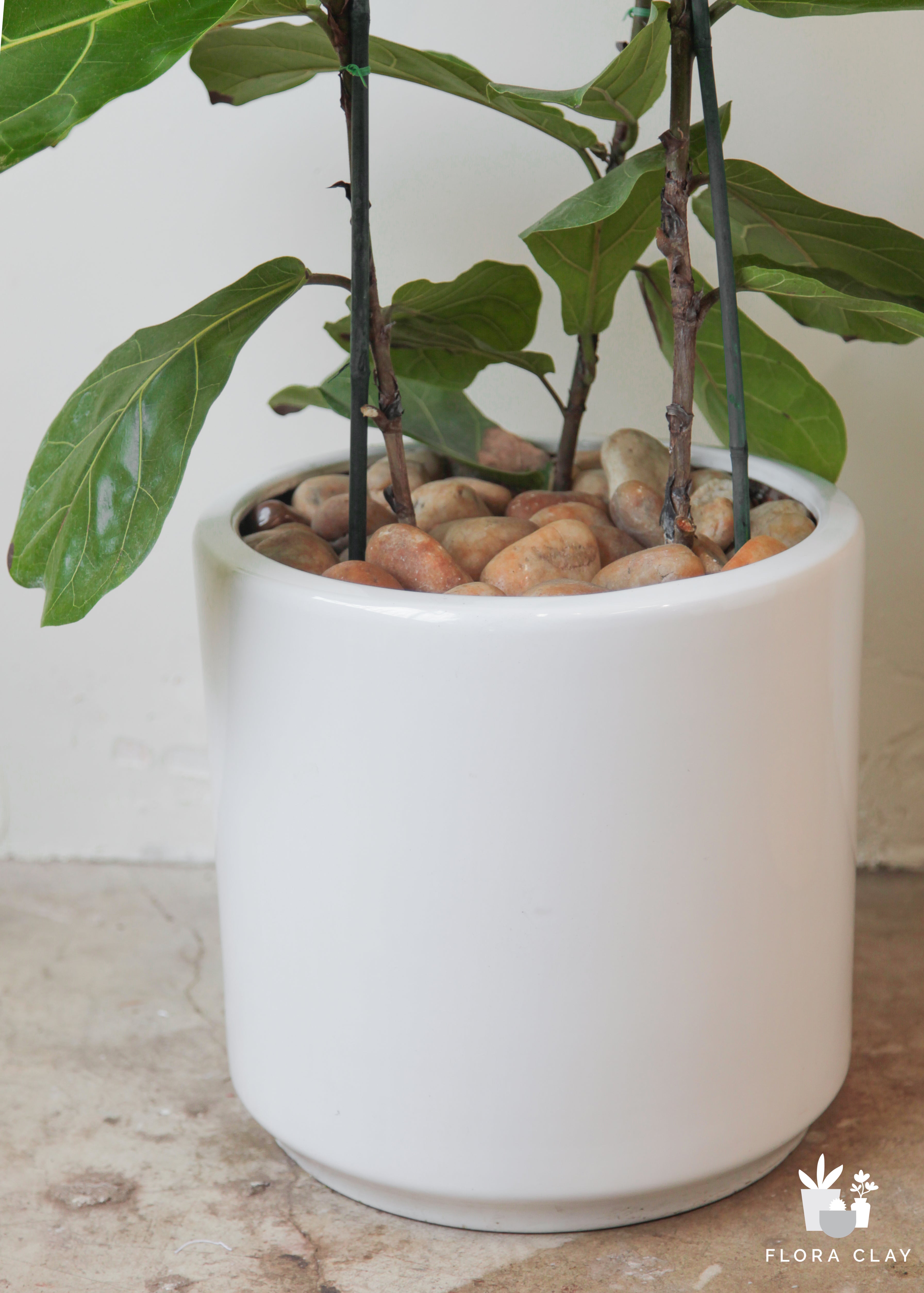 Riddle Fiddle Ficus Lyrata