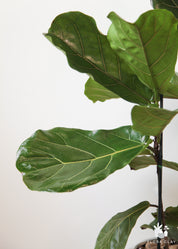 Riddle Fiddle Ficus Lyrata