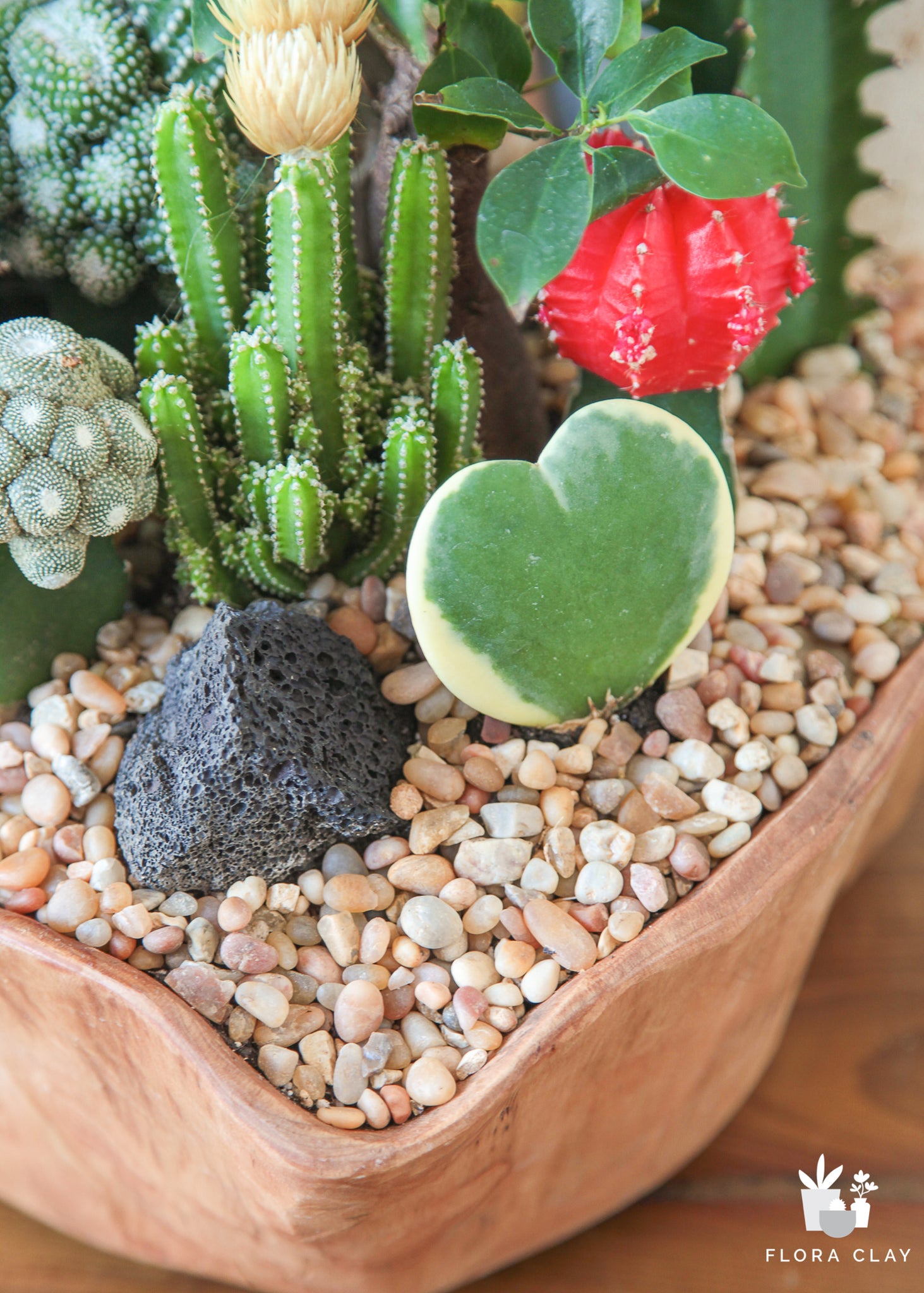 watering cactus and succulents Rolling Water