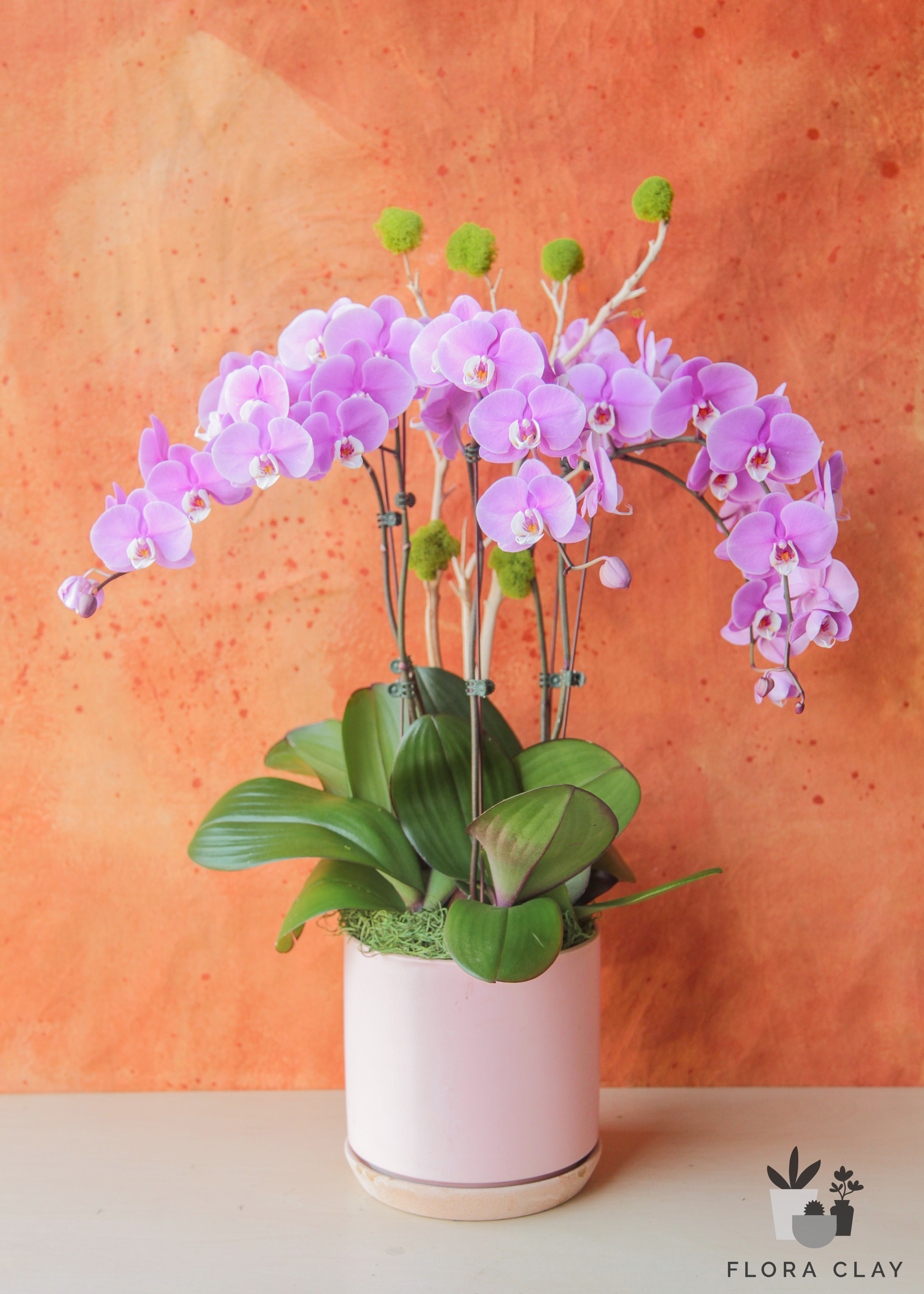 rosalinda-orchid-arrangement-floraclay-1.jpg