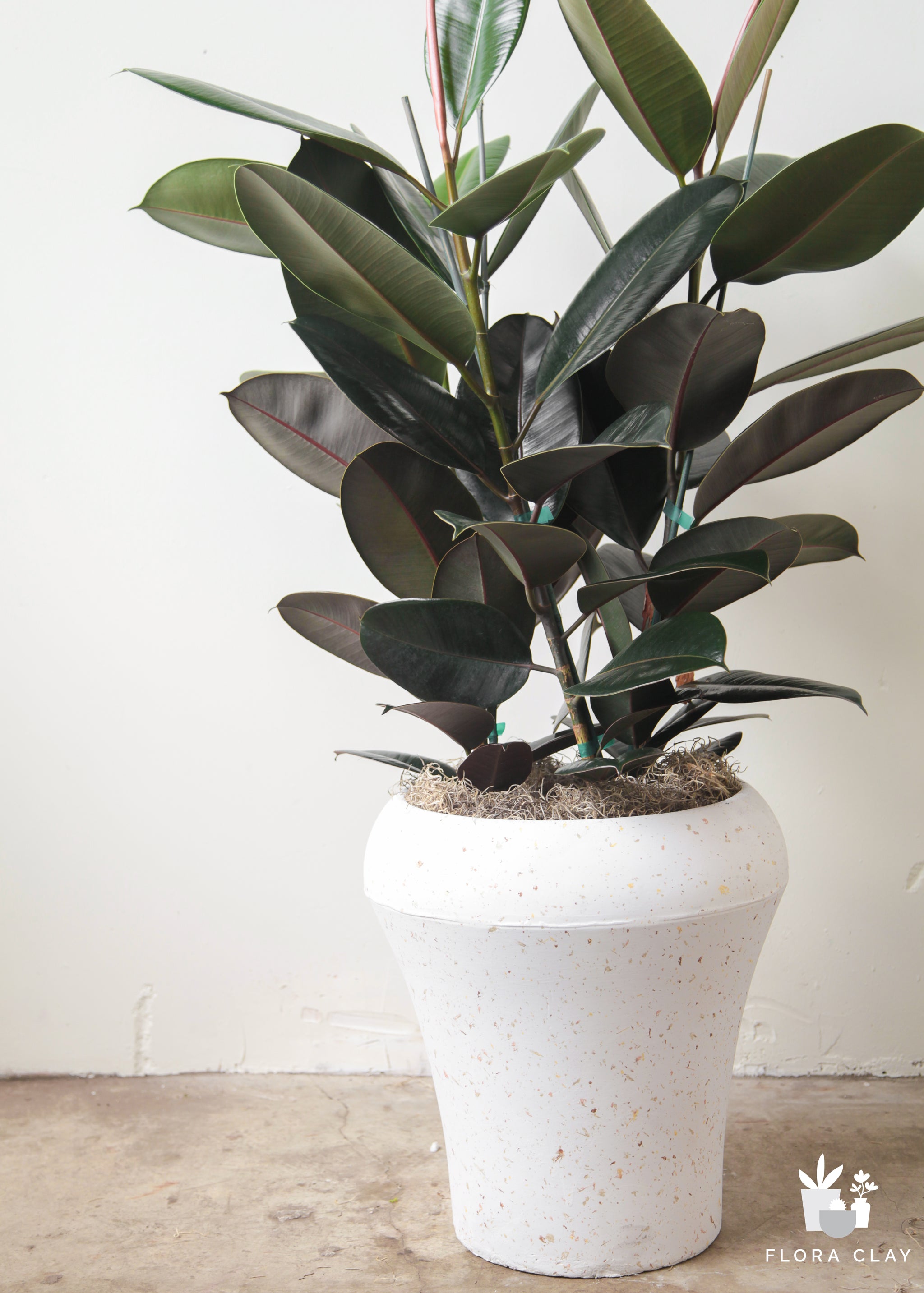 rubber tree fig Rubber Fig-Only 1 Left