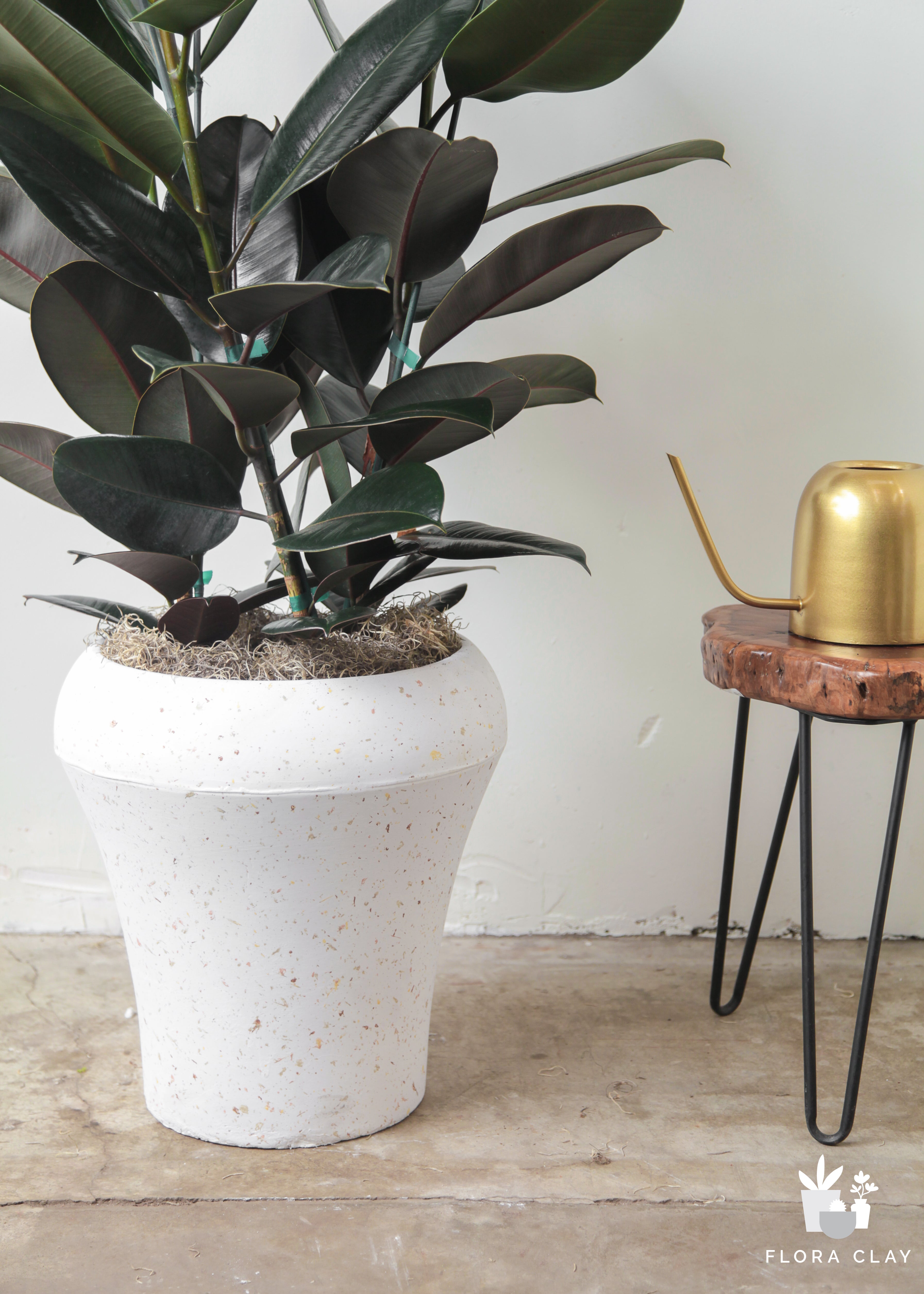 rubber plant in terracotta pot Rubber Fig