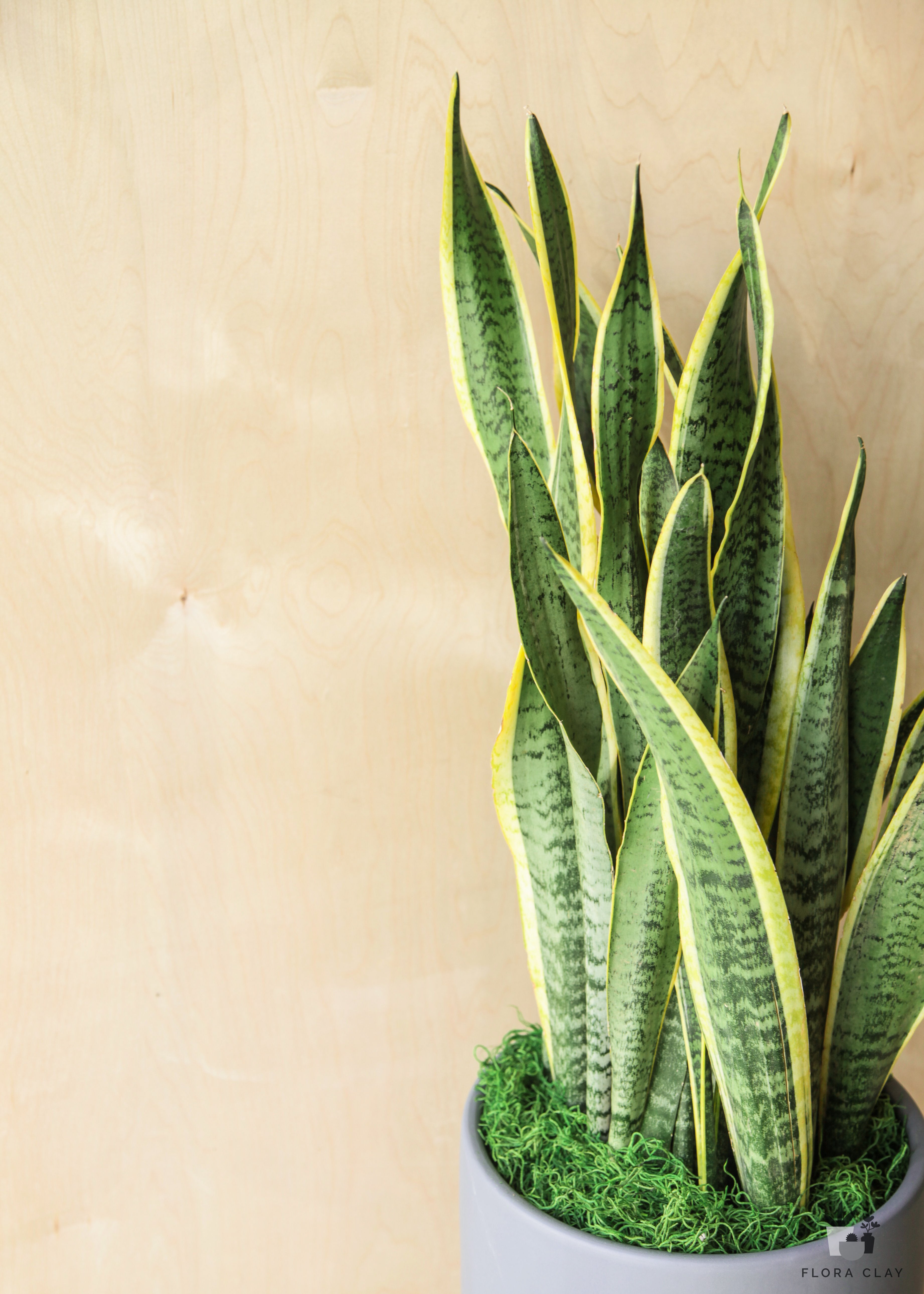 Sansevieria Laurentii in Blue Grey | Plant Arrangements – FLORA CLAY
