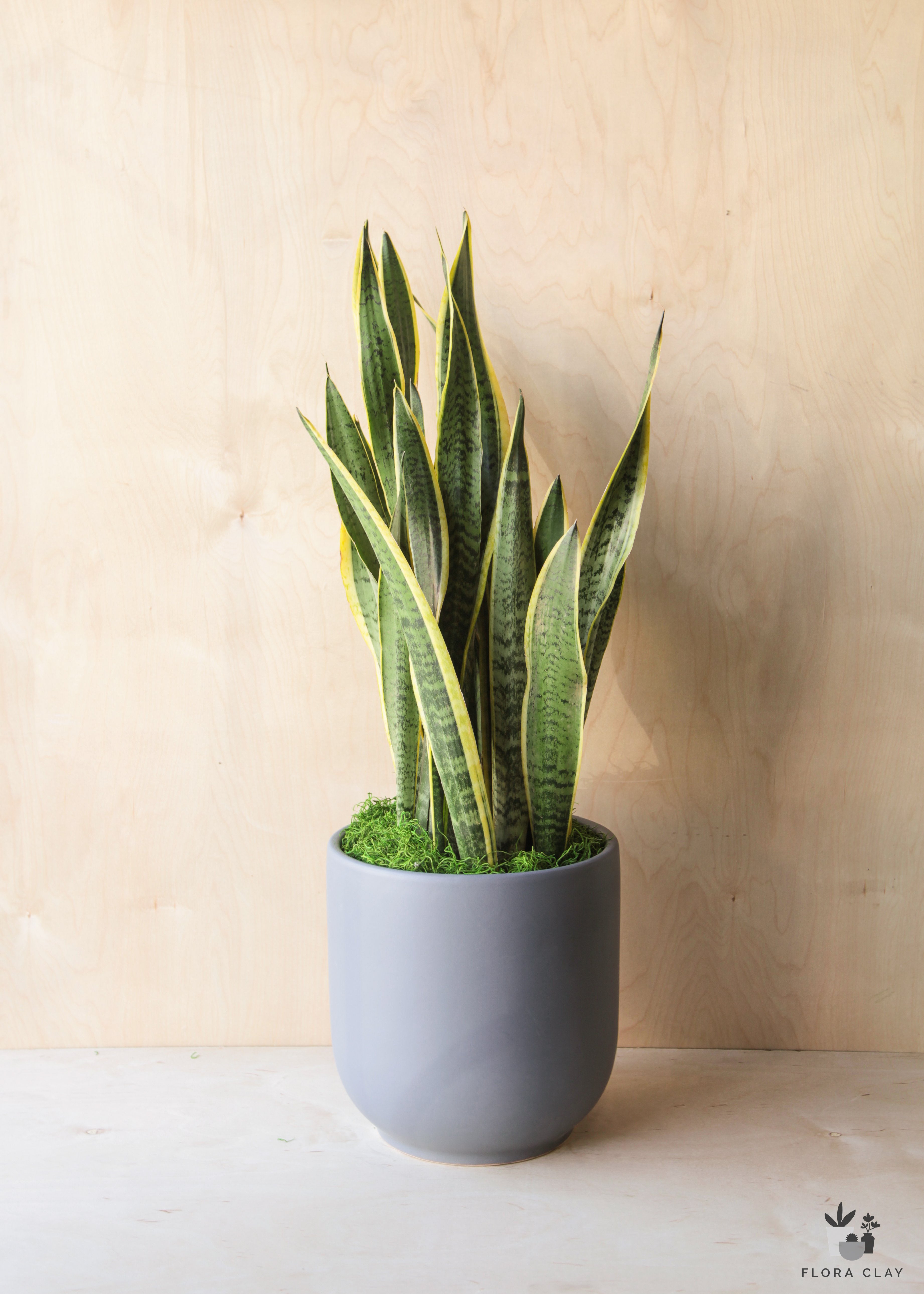 Sansevieria Laurentii in Blue Grey | Plant Arrangements – FLORA CLAY