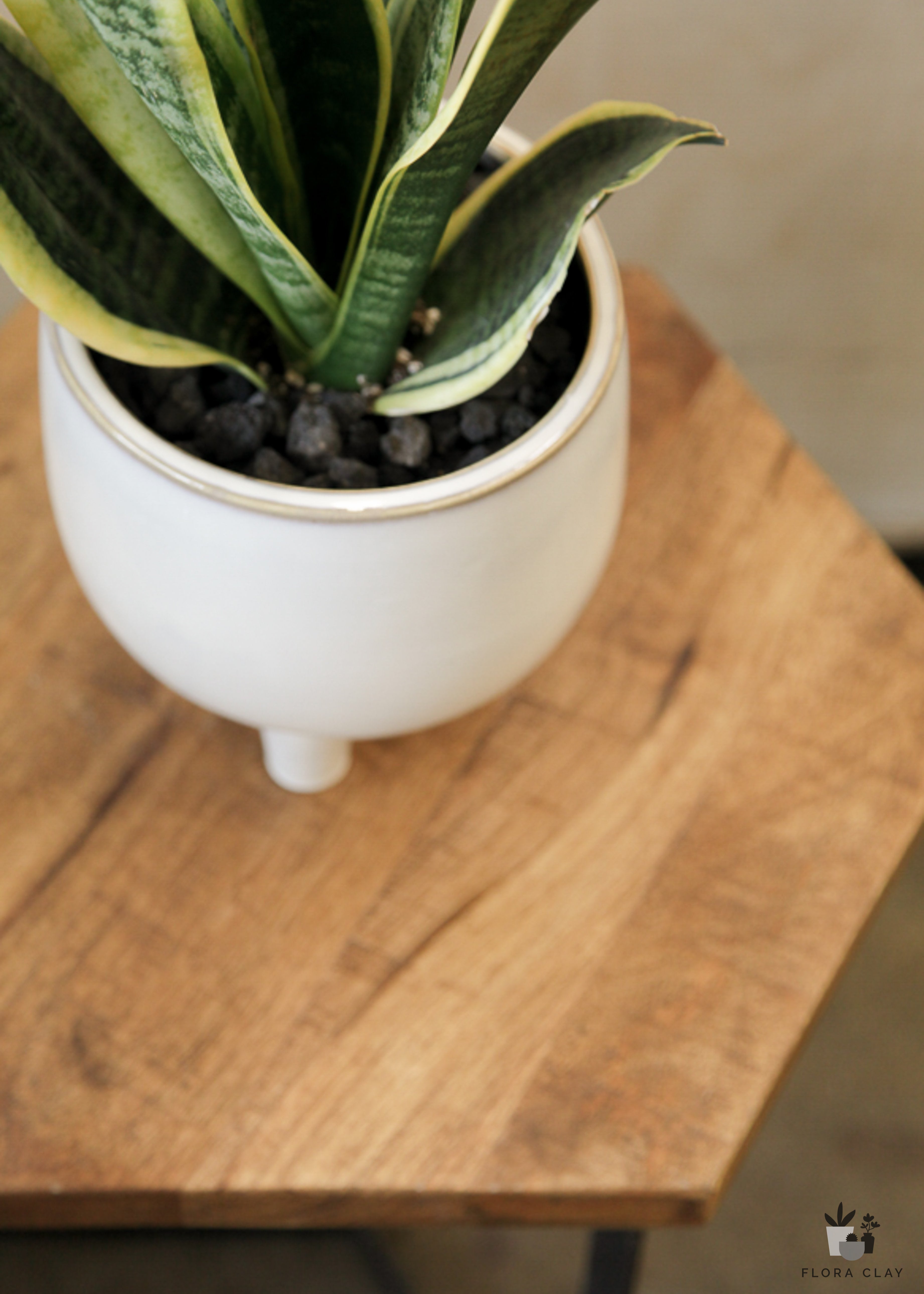 lauren sansevieria Lauren