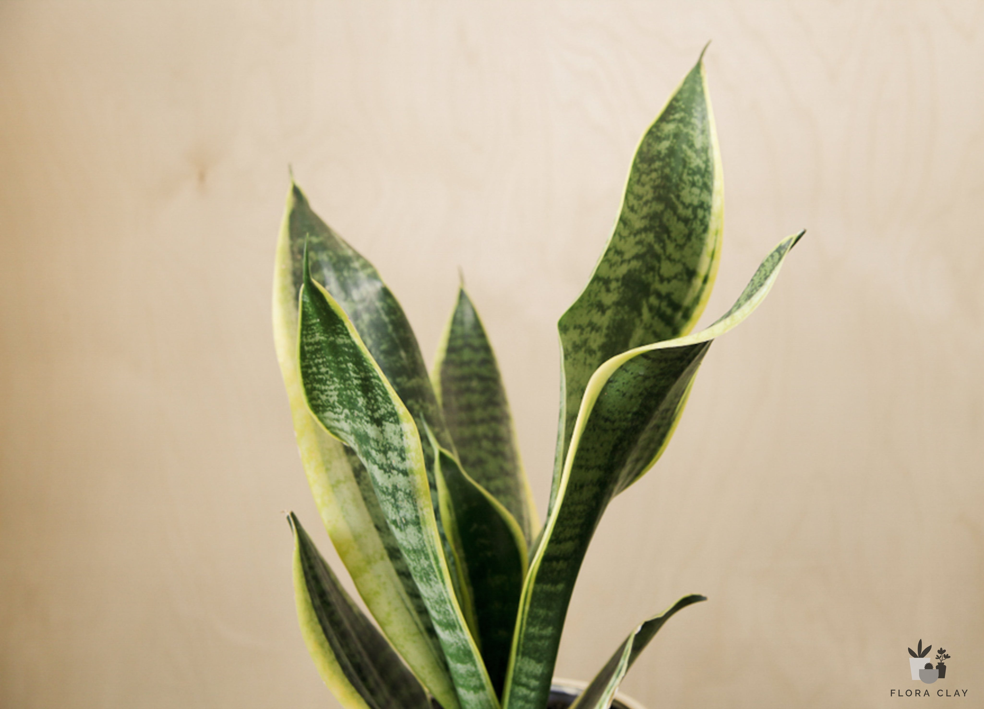 lauren sansevieria Lauren
