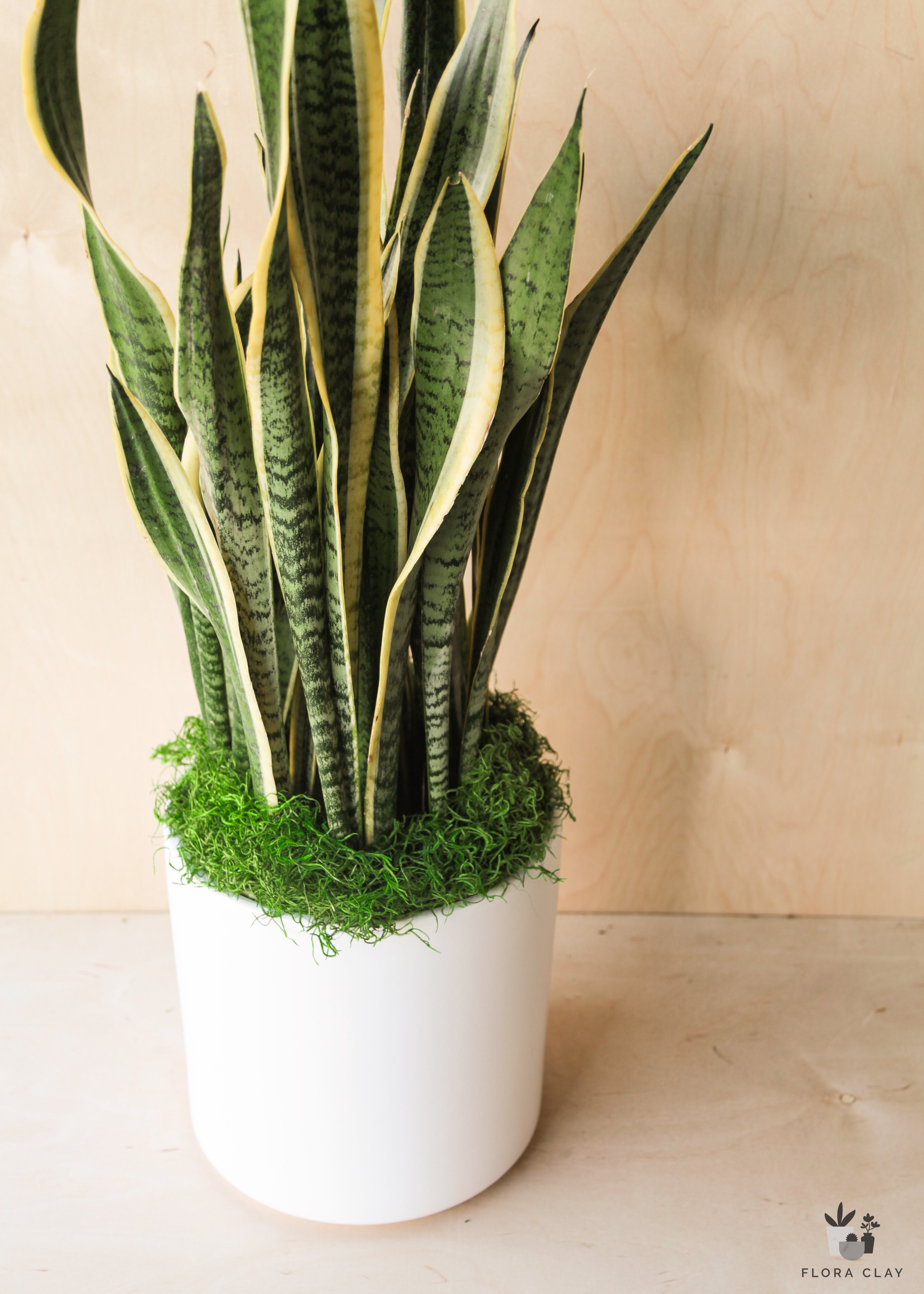 sansevieria laurentii pflege Sansevieria Laurentii in White Ceramic