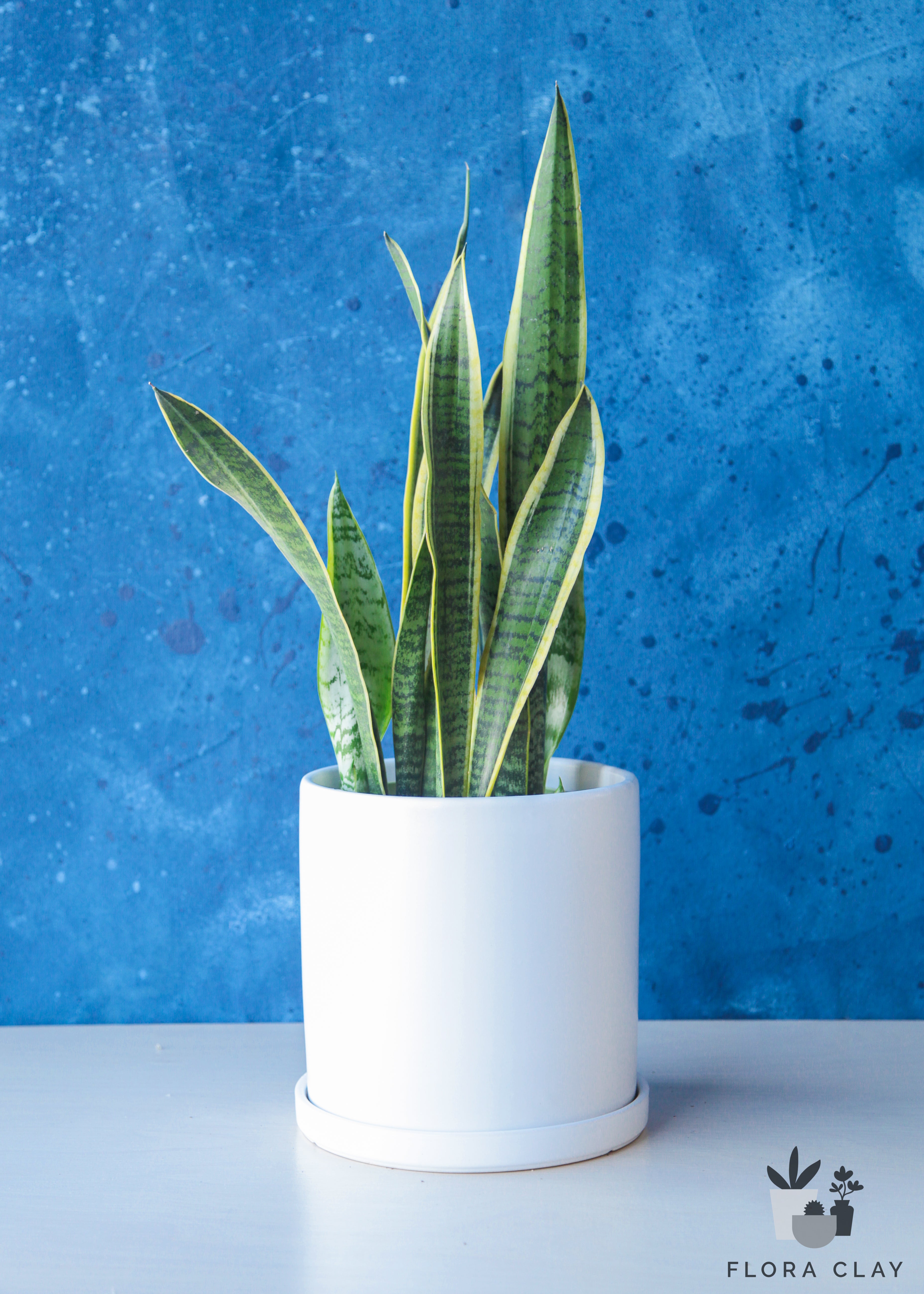 sansevieria-white-ceramic-plant-arrangement-floraclay-1.jpg