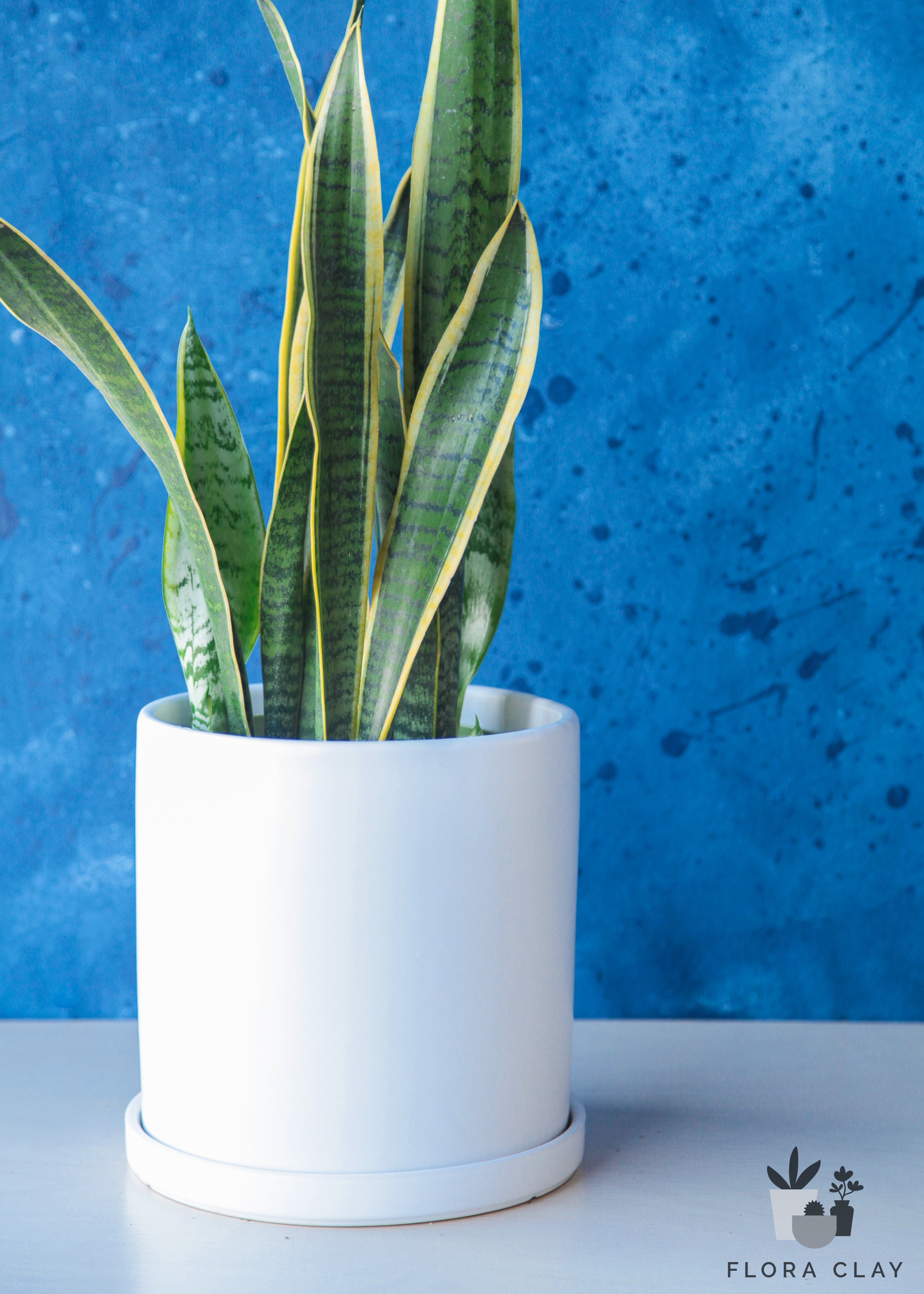sansevieria white Sansevieria Laurentii in White Ceramic