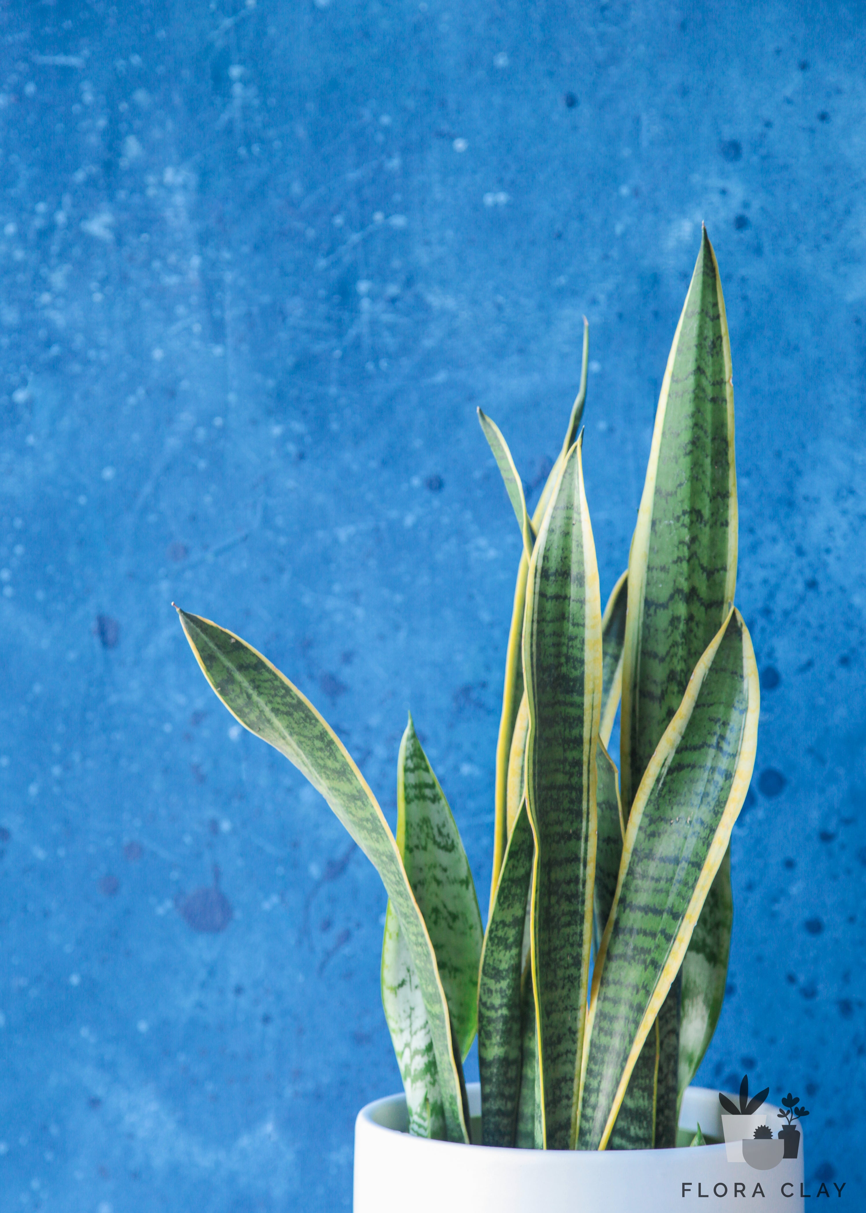 Sansevieria  Laurentii in White Ceramic