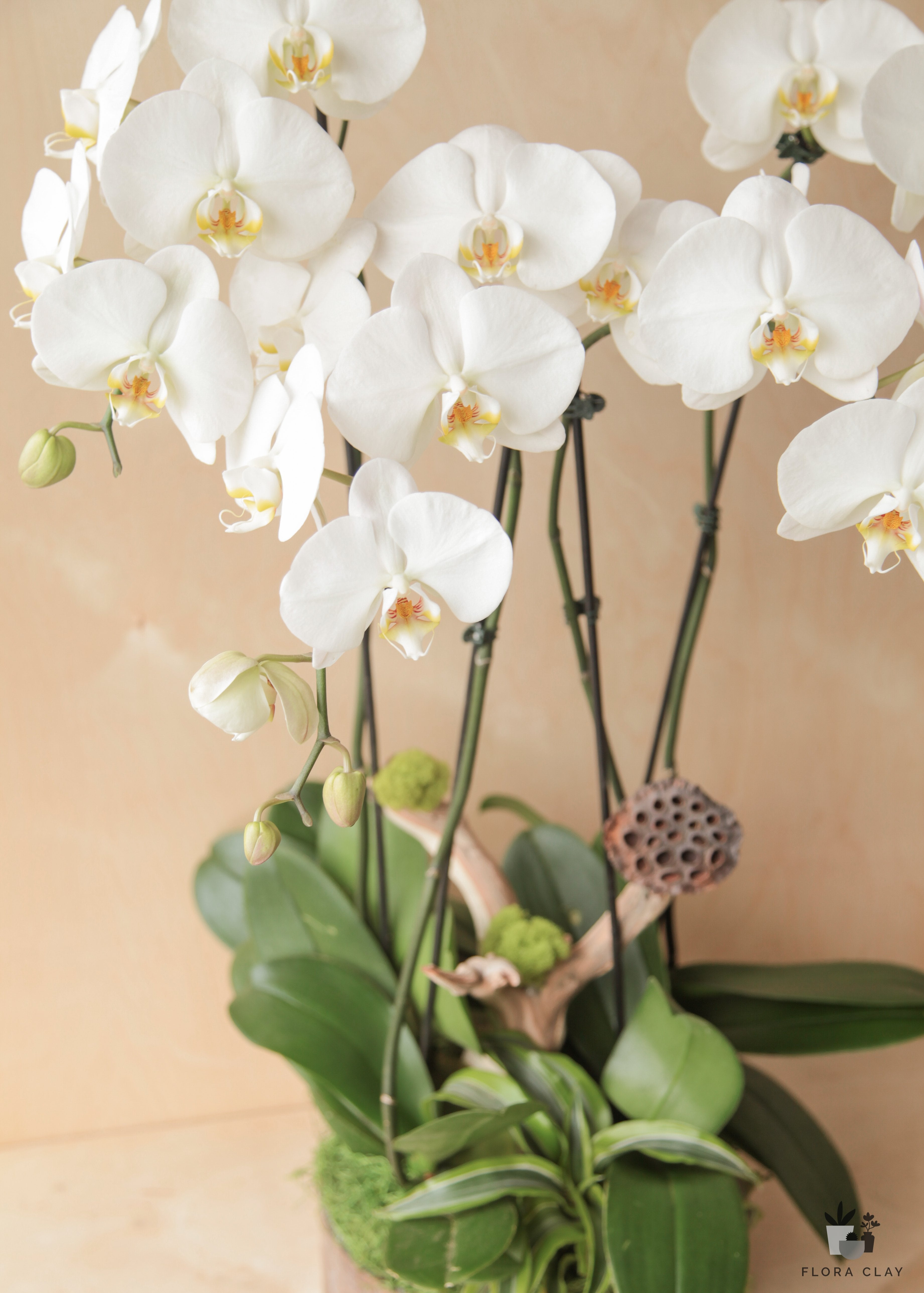 scandinavia-orchid-arrangement-floraclay-2.jpg
