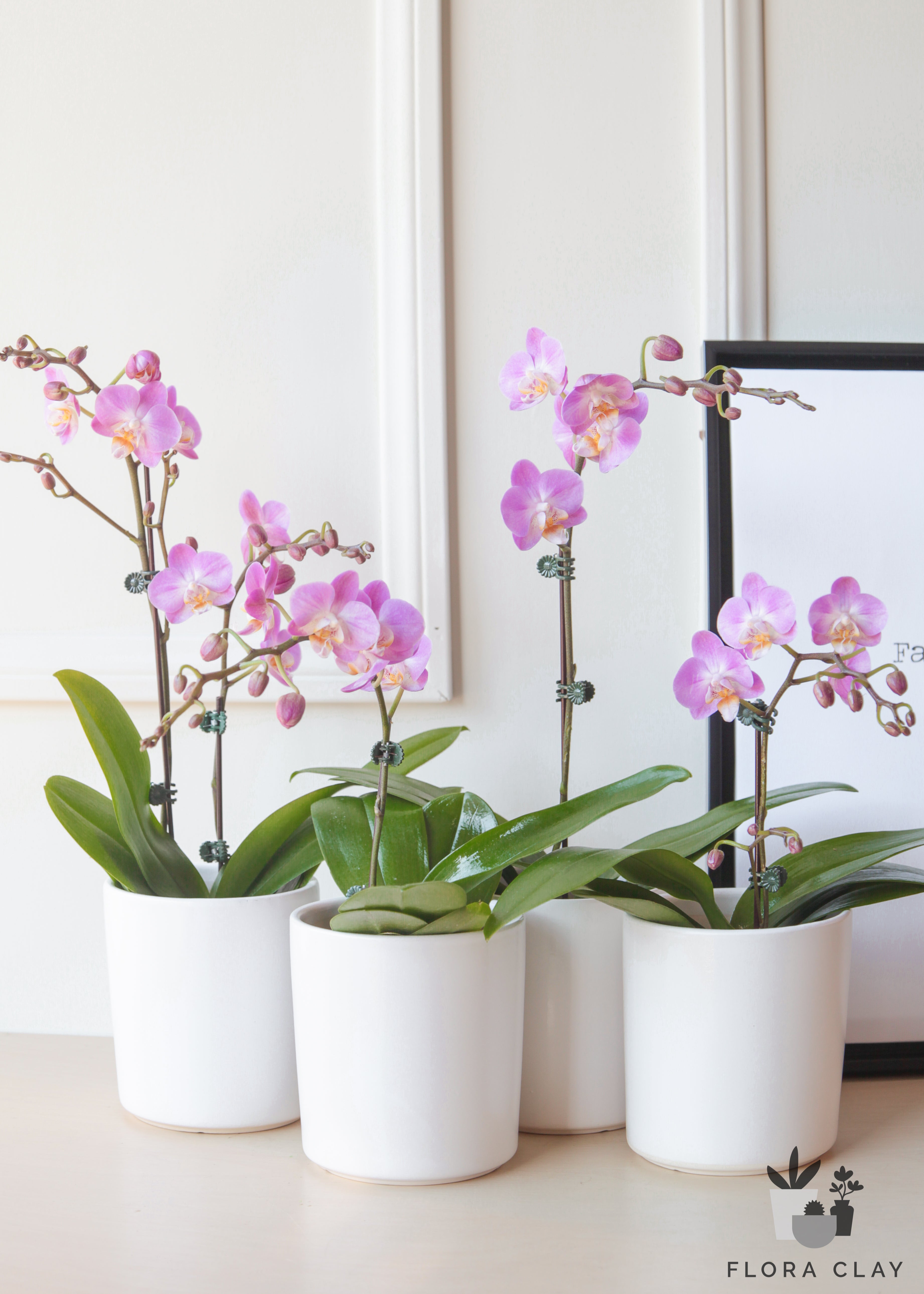 simplicity-A-orchid-floraclay-2.jpg