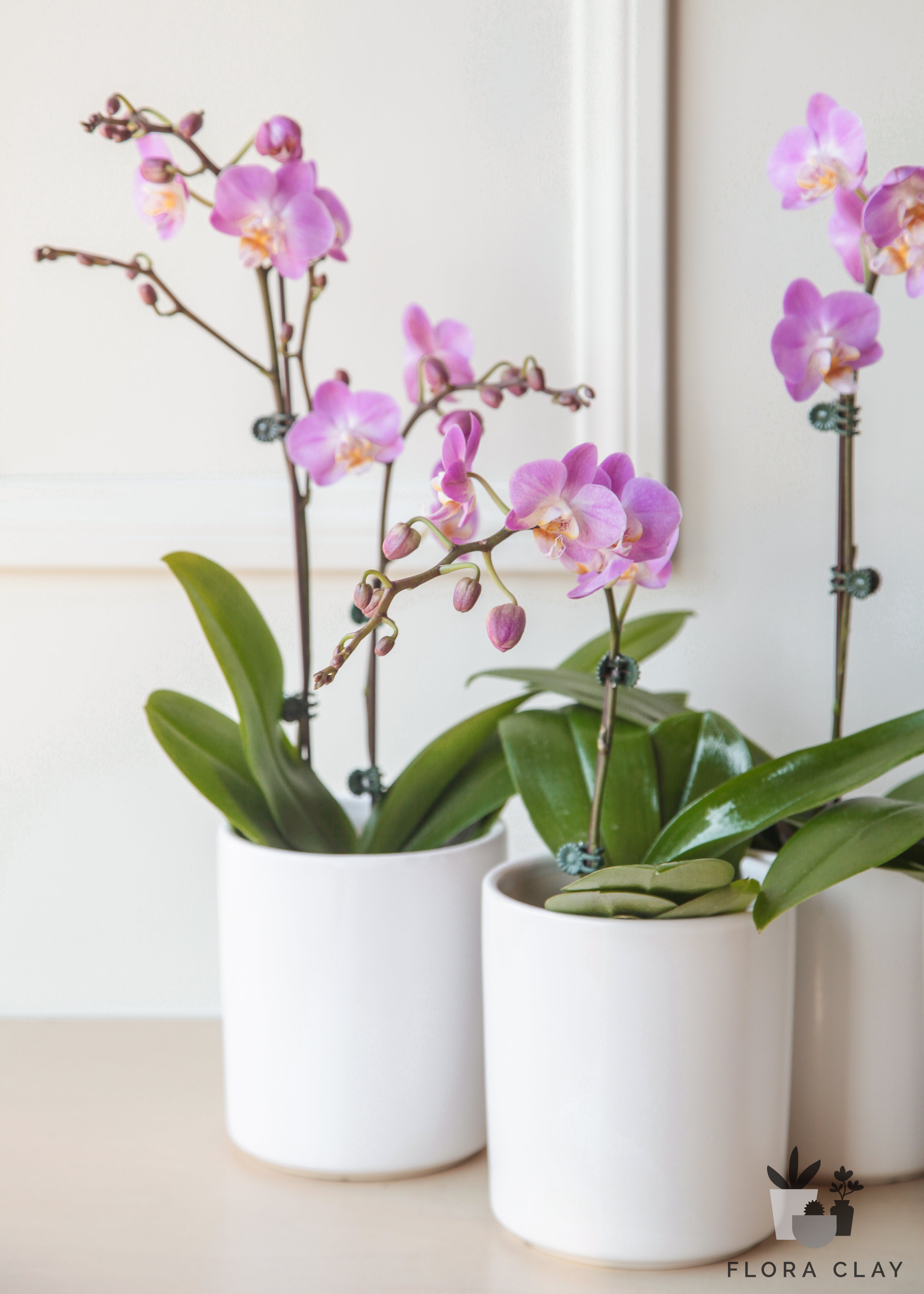simplicity-A-orchid-floraclay-3.jpg