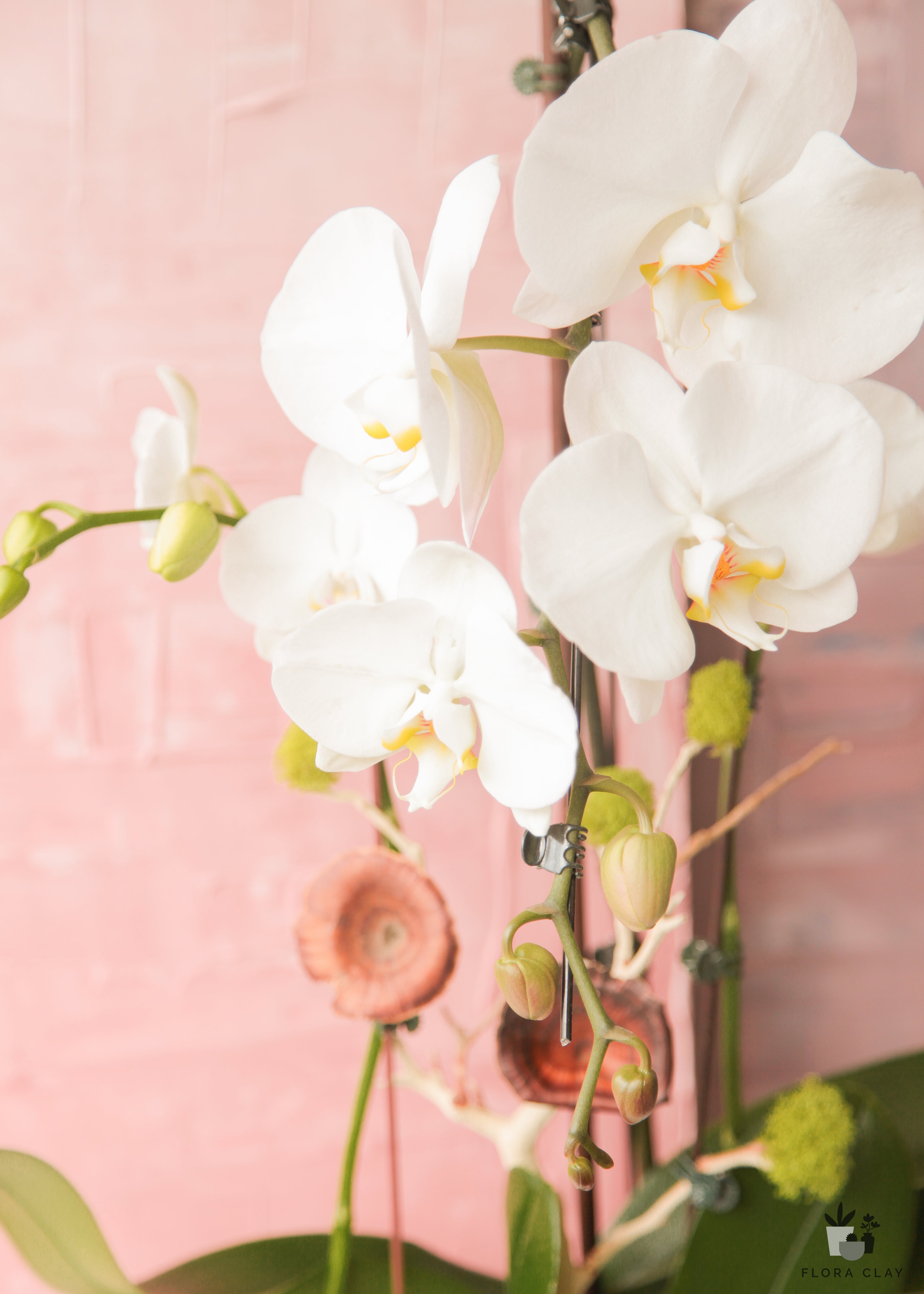 smiley-orchid-arrangement-floraclay-2.jpg