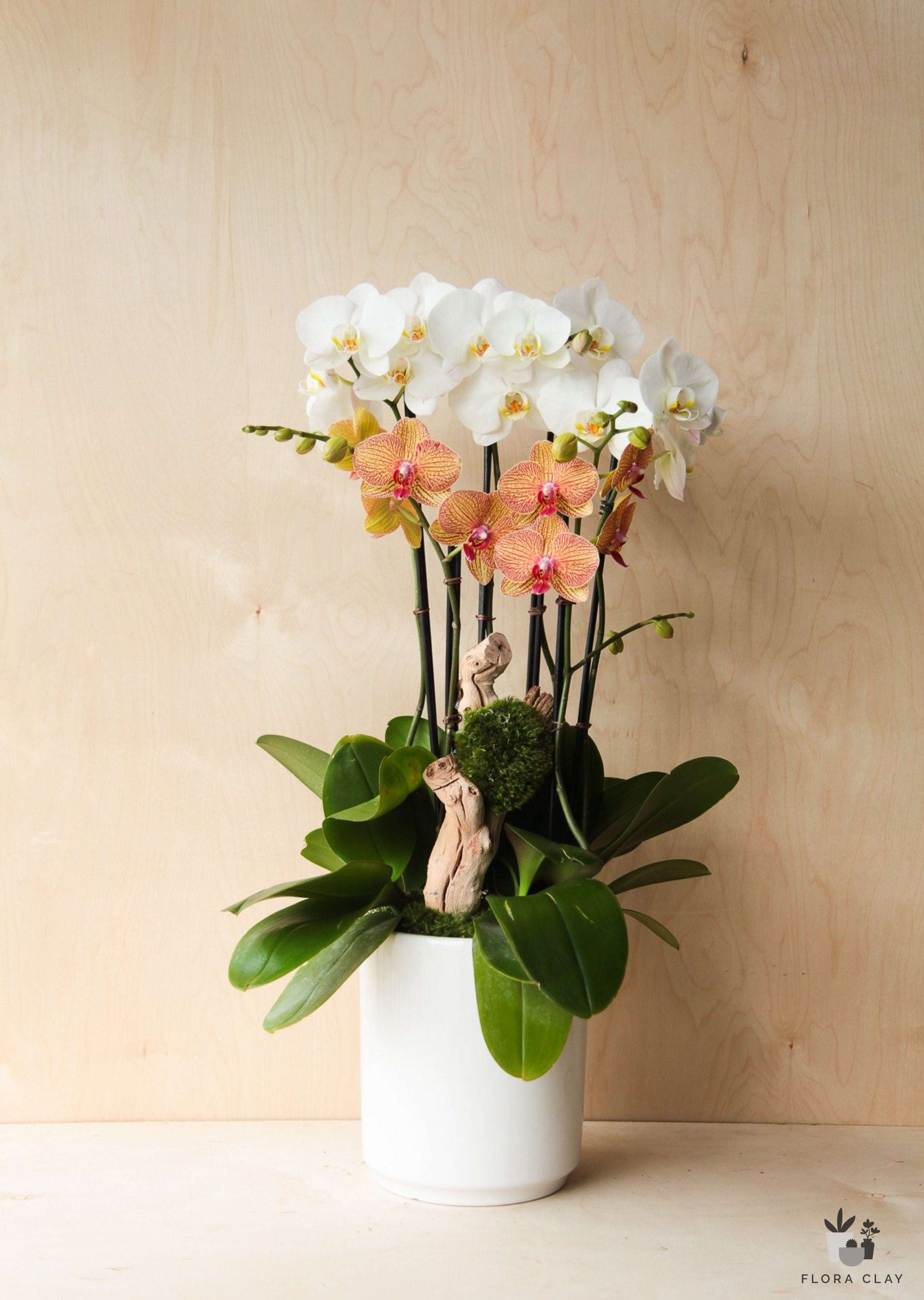 snow-on-flowers-orchid-arrangement-floraclay-1.jpg