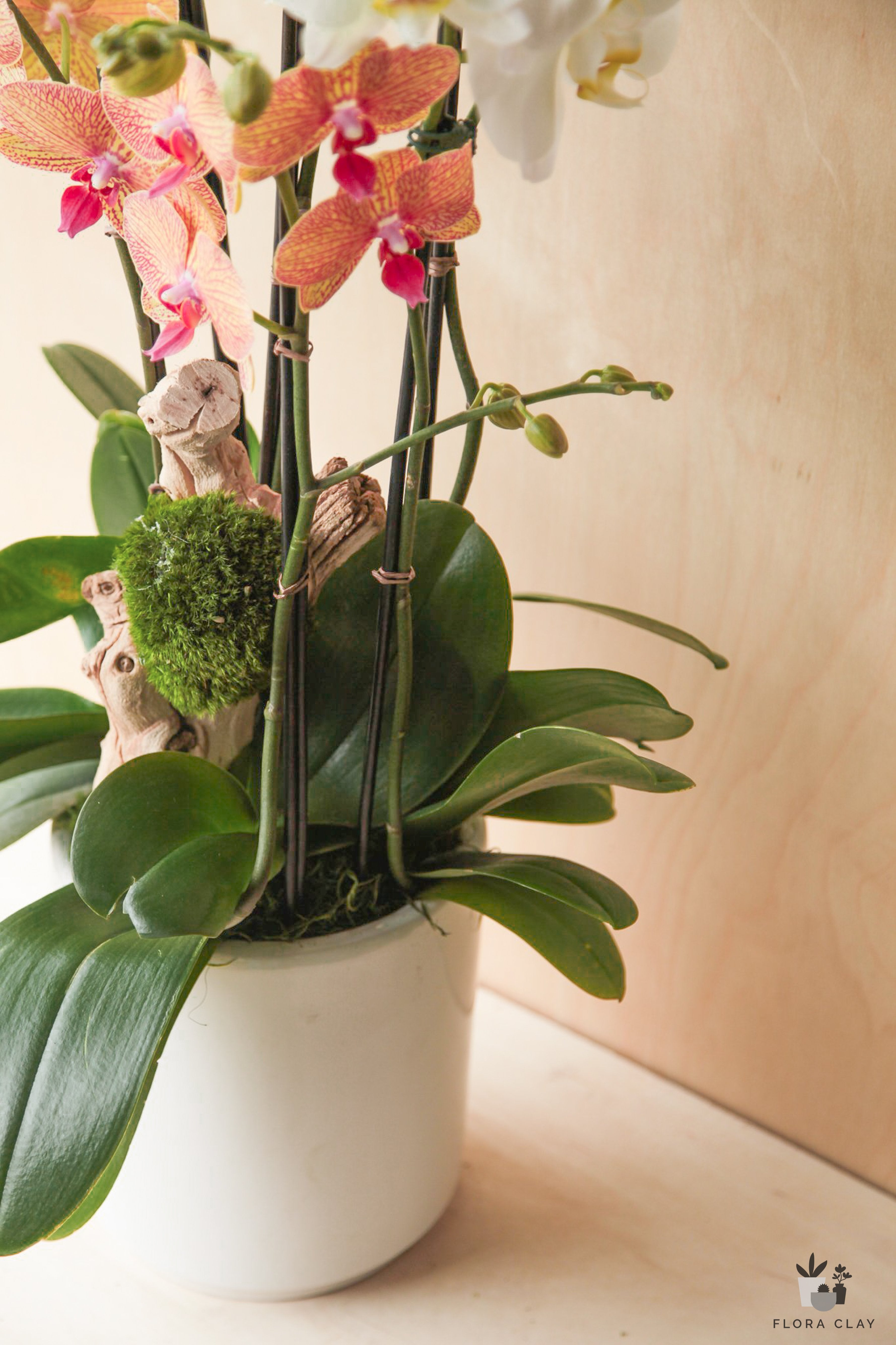 snow-on-flowers-orchid-arrangement-floraclay-3.jpg