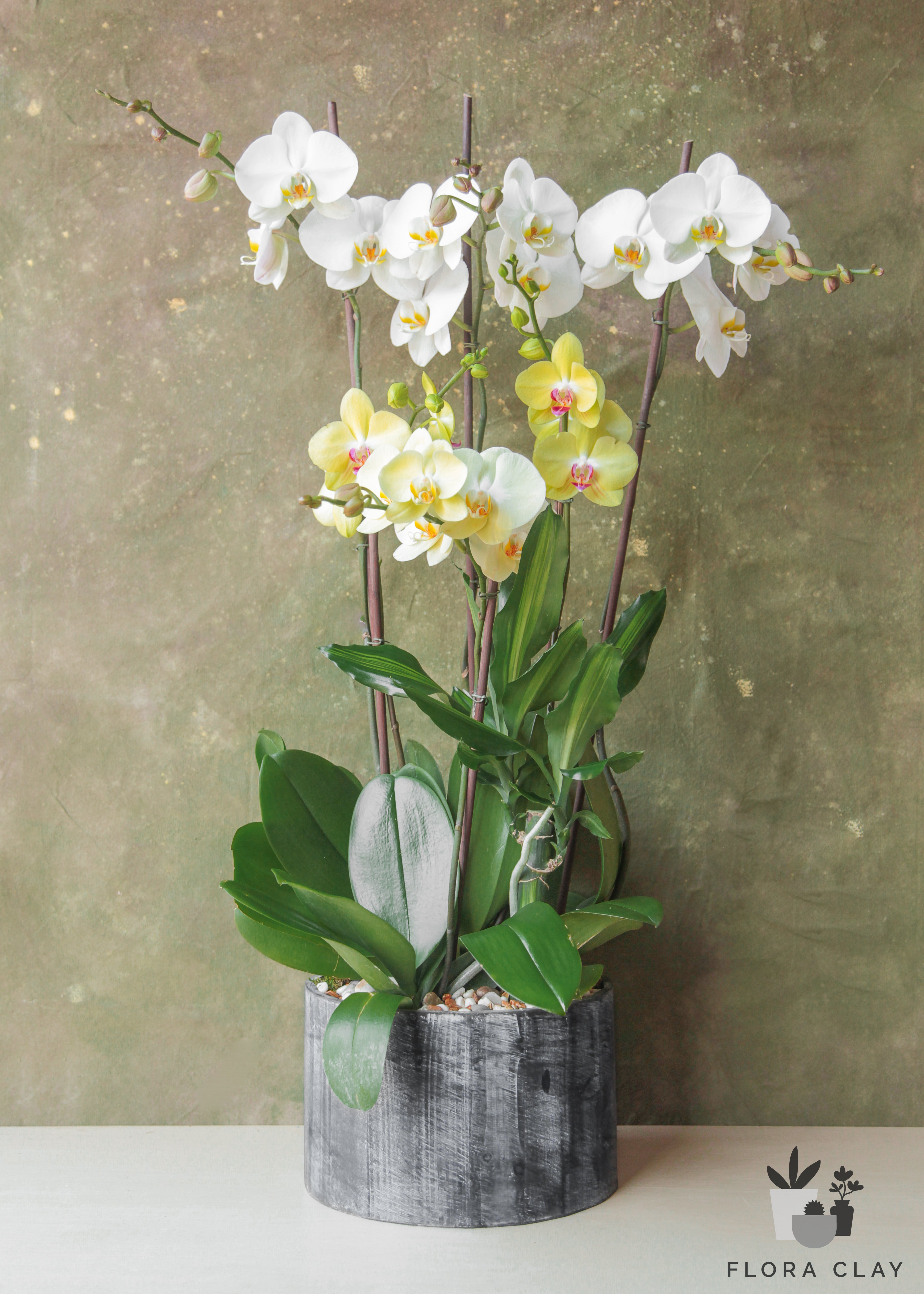 southern-beauty-orchid-arrangement-floraclay-1.jpg
