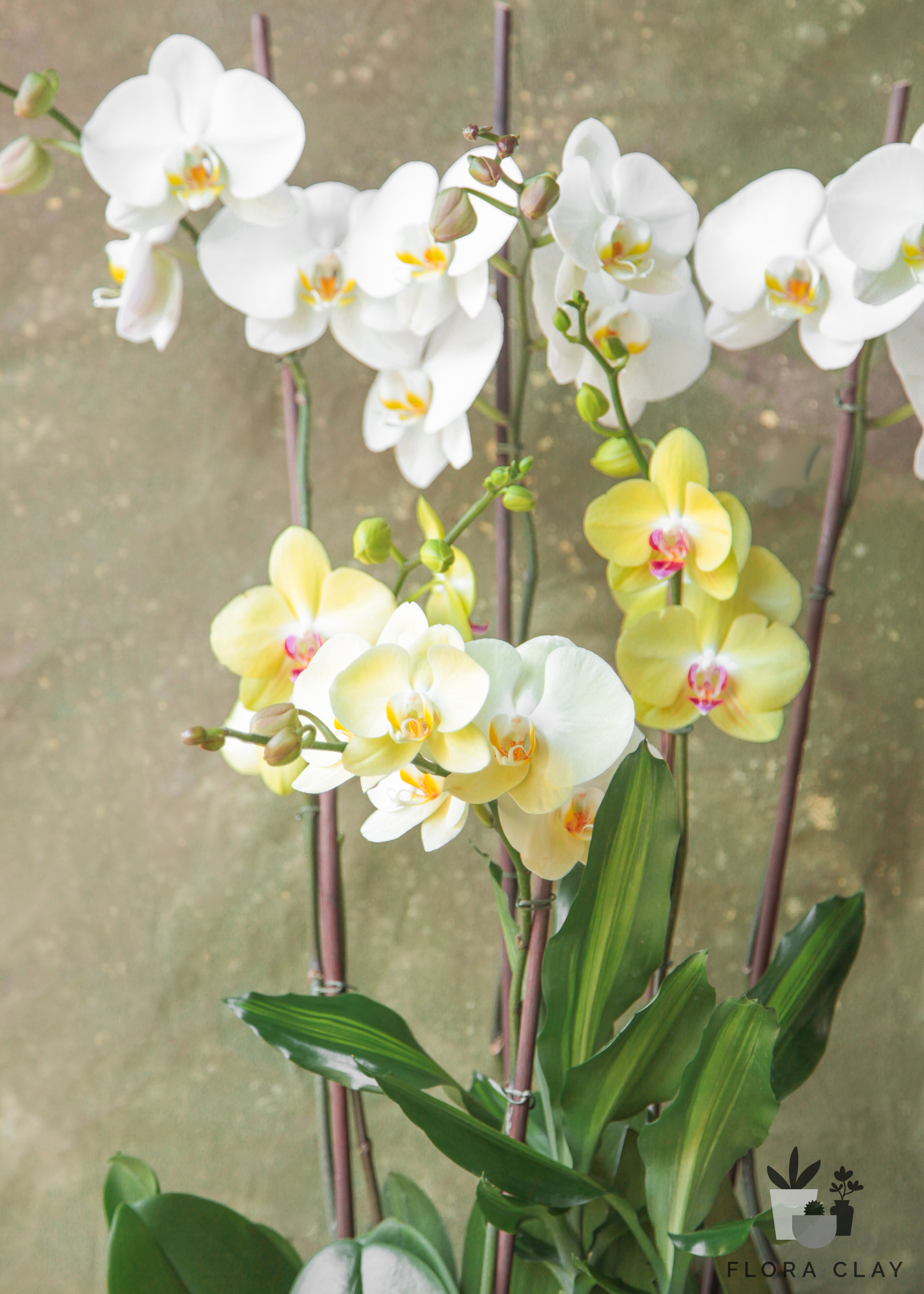 southern-beauty-orchid-arrangement-floraclay-2.jpg