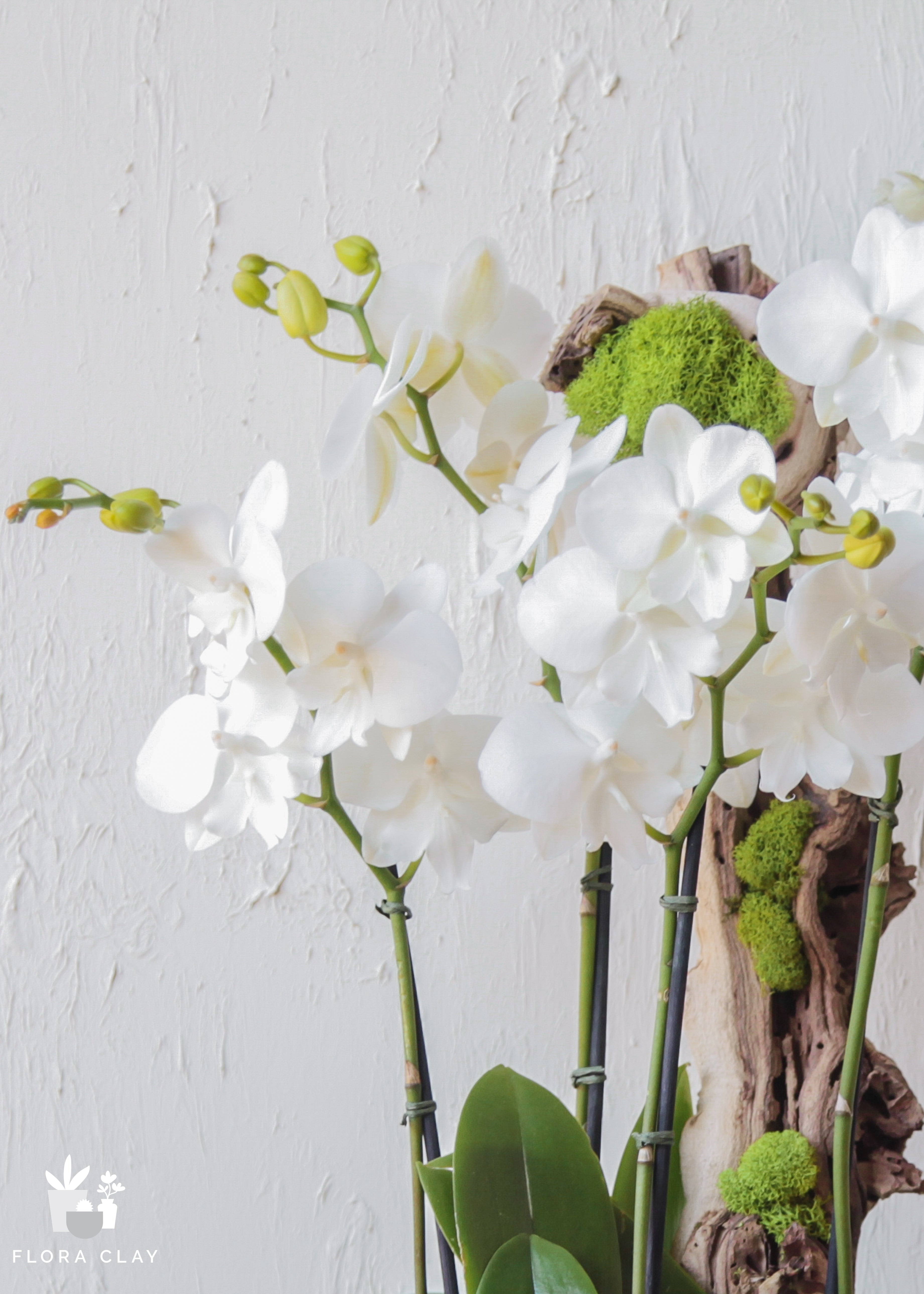 Spring Day White Orchid Arrangement