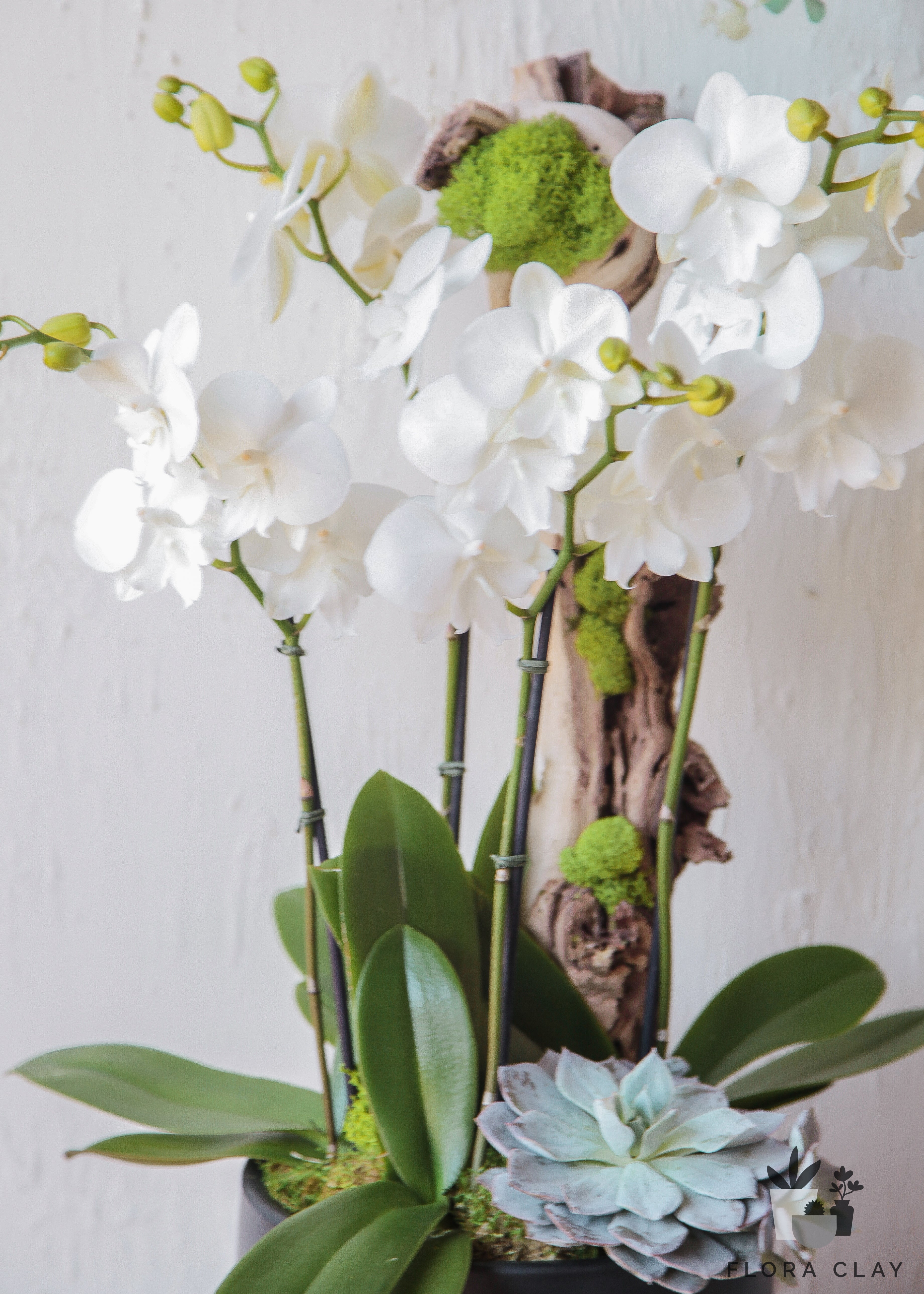 Spring Day White Orchid Arrangement