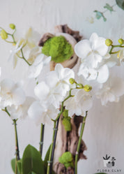 Spring Day White Orchid Arrangement