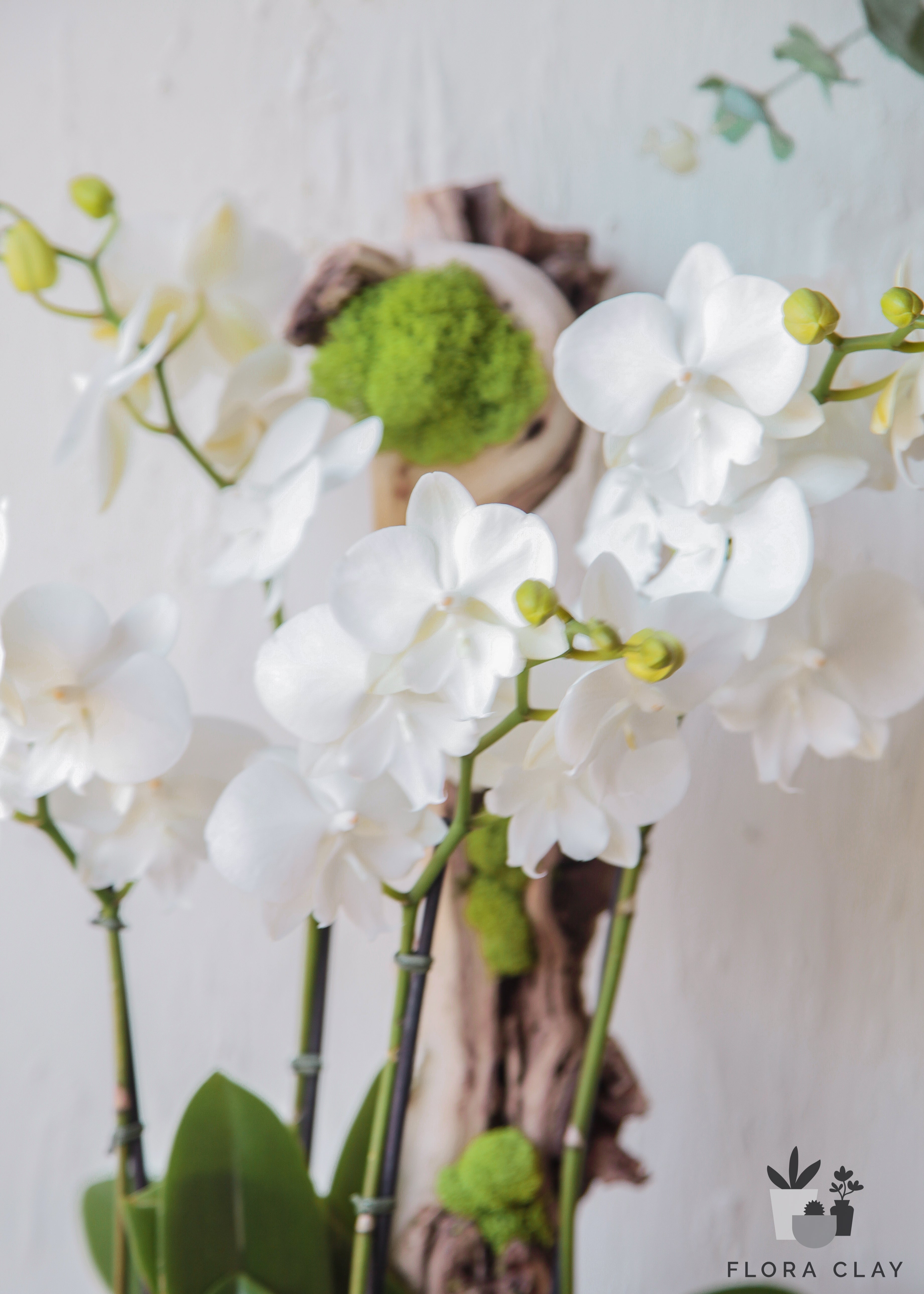 Spring Day White Orchid Arrangement