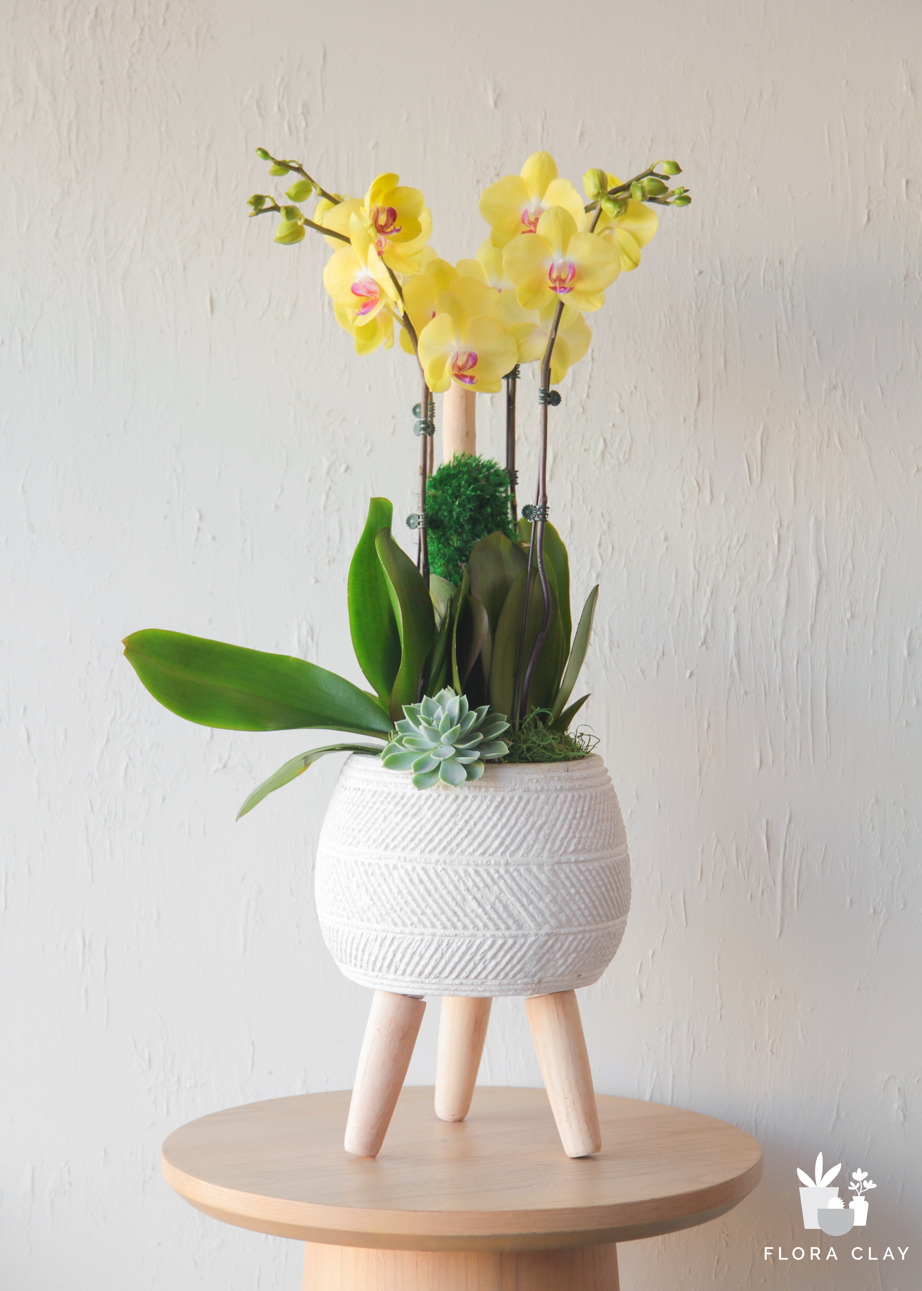 spring-dew-orchid-floraclay-1.jpg
