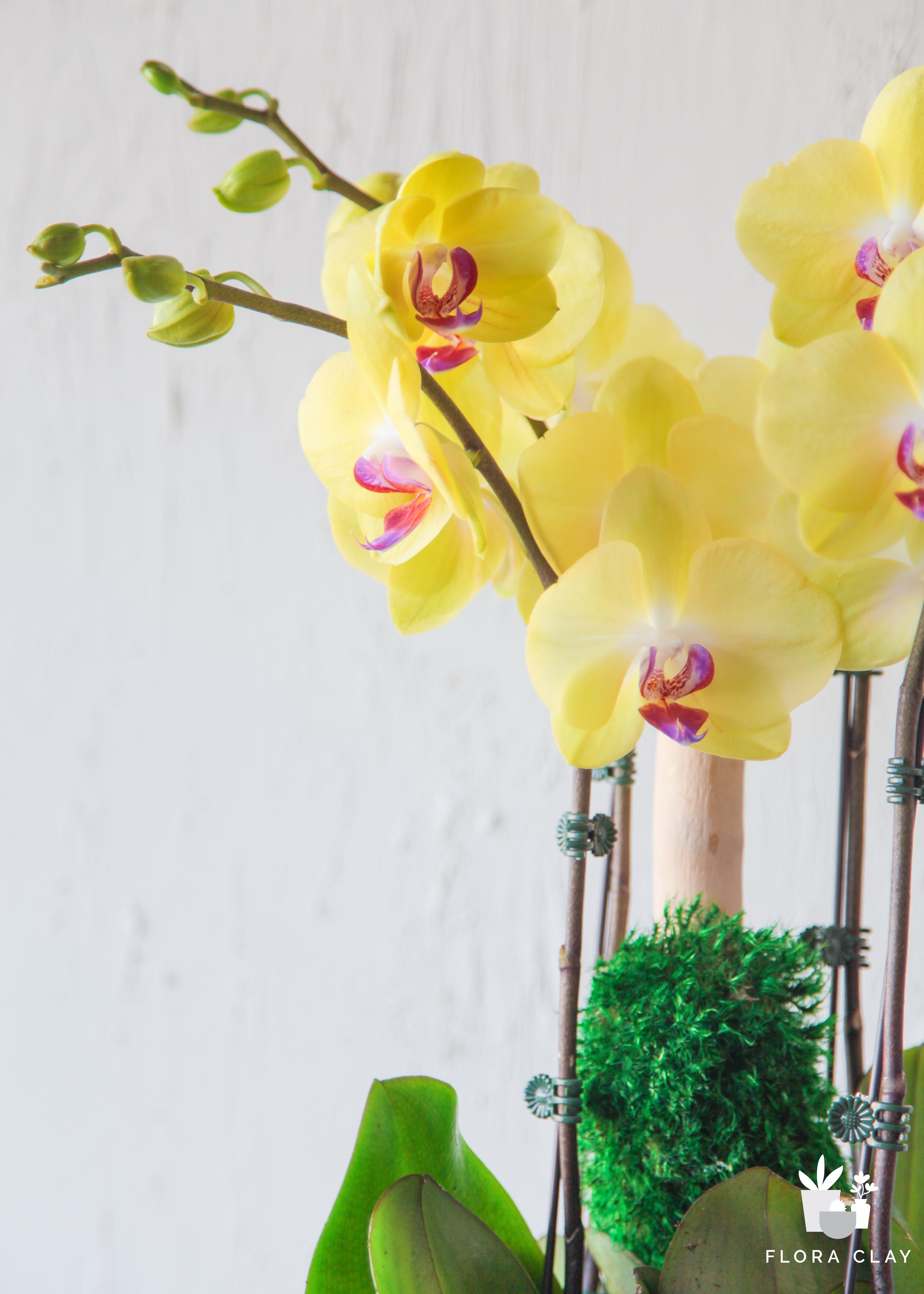 spring-dew-orchid-floraclay-4.jpg