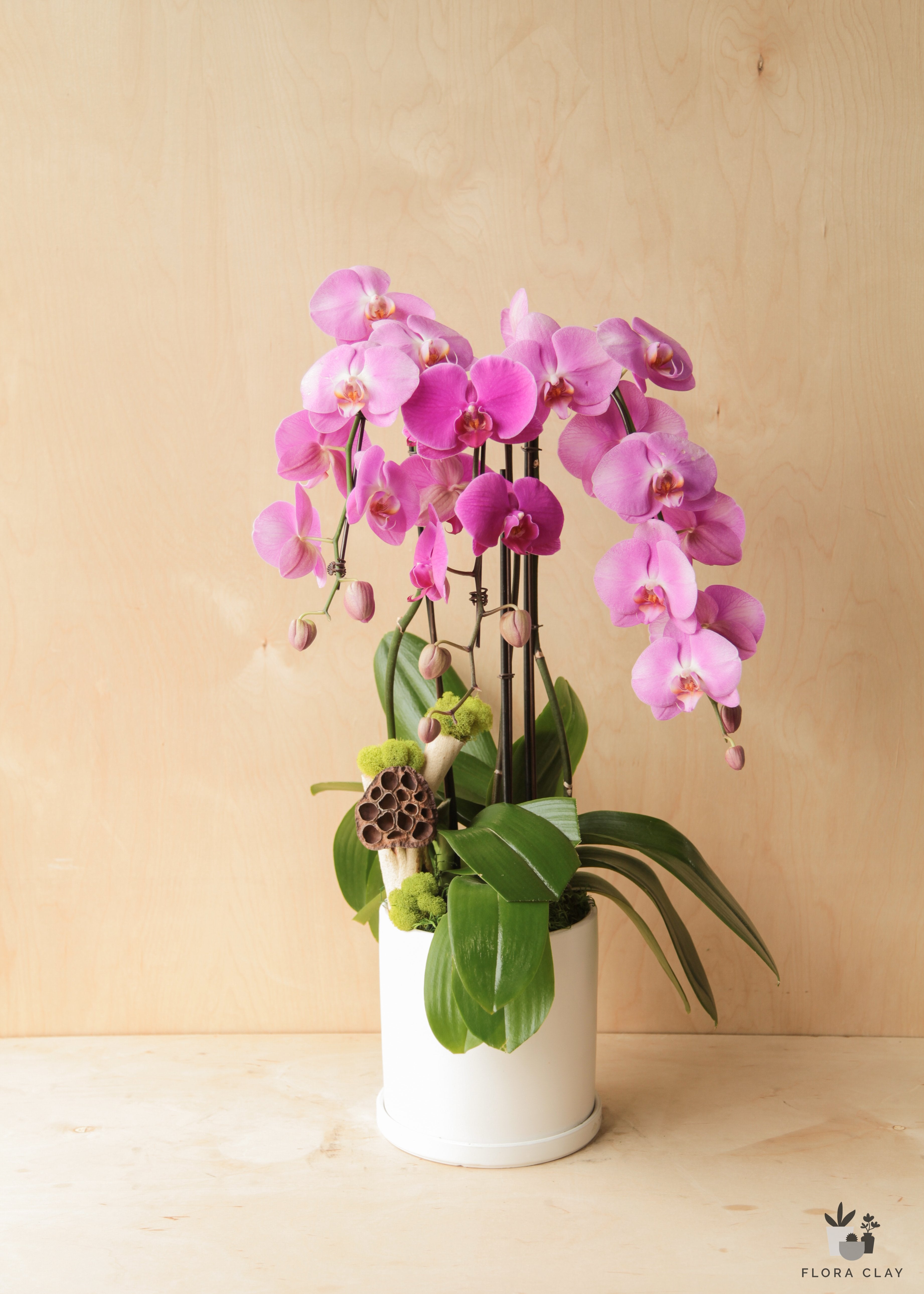 springvine-orchid-arrangement-floraclay-4.jpg