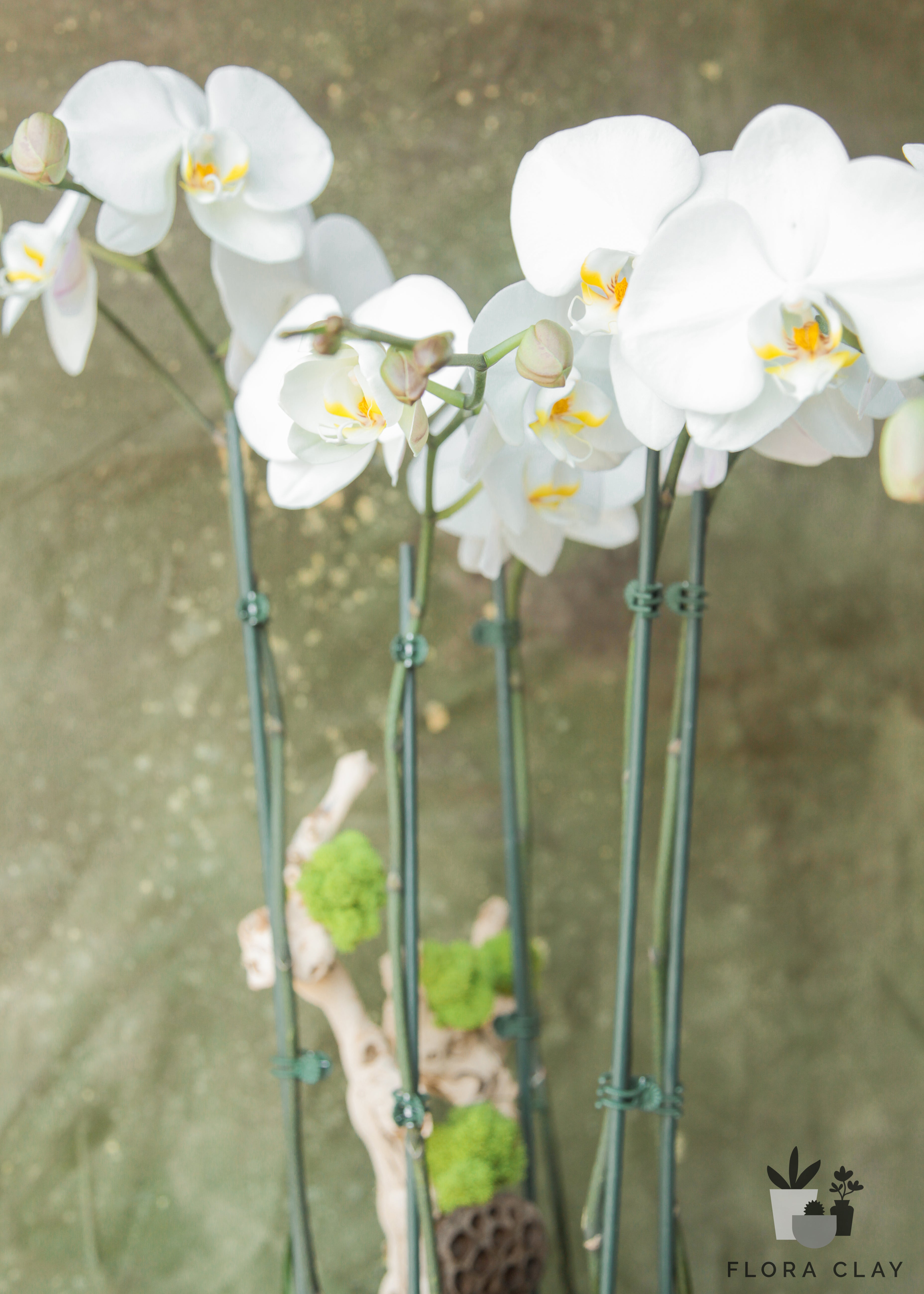 stardust-orchid-arrangement-floraclay-2.jpg