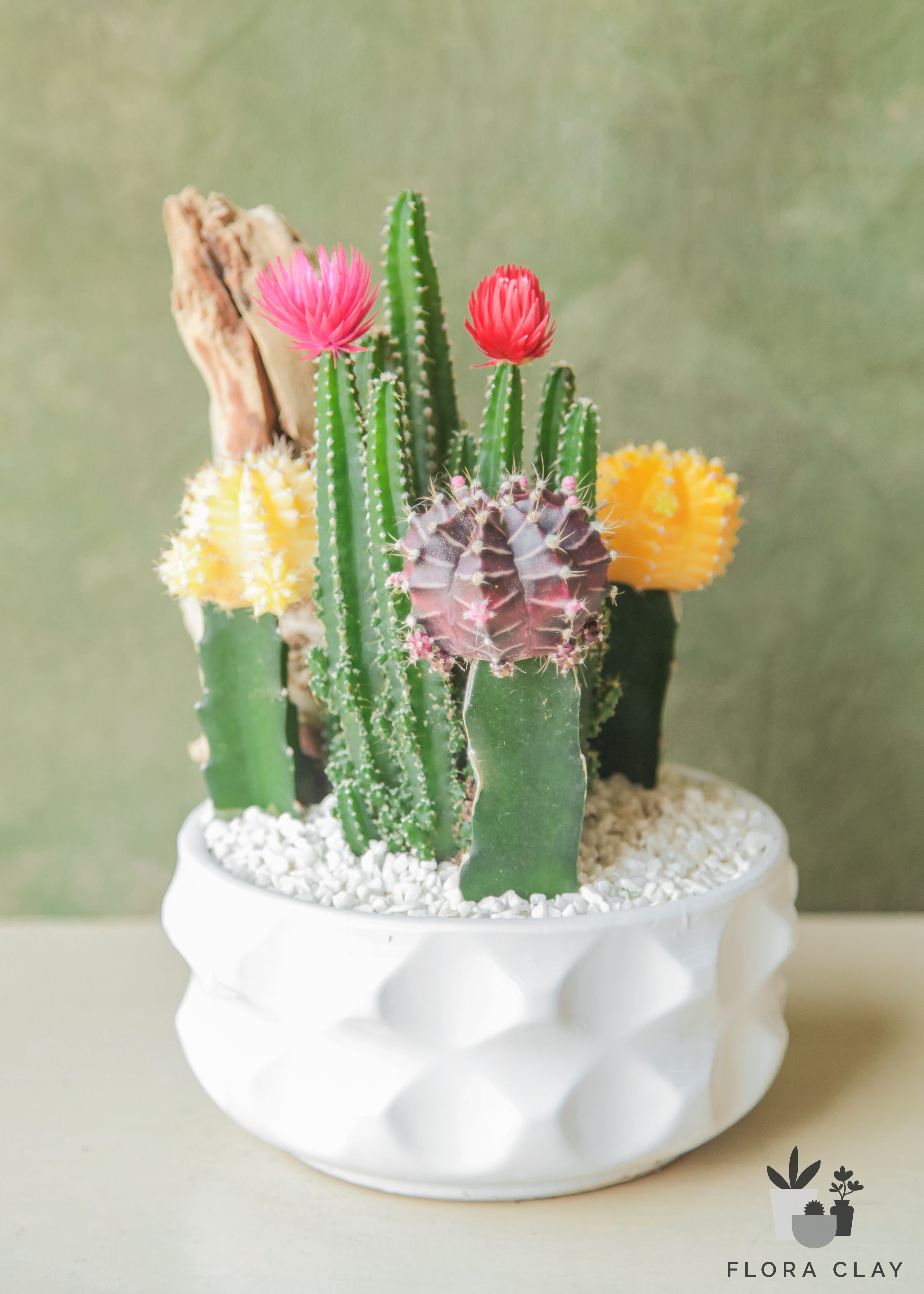 sugar-rock-cactus-arrangement-floraclay-1.jpg