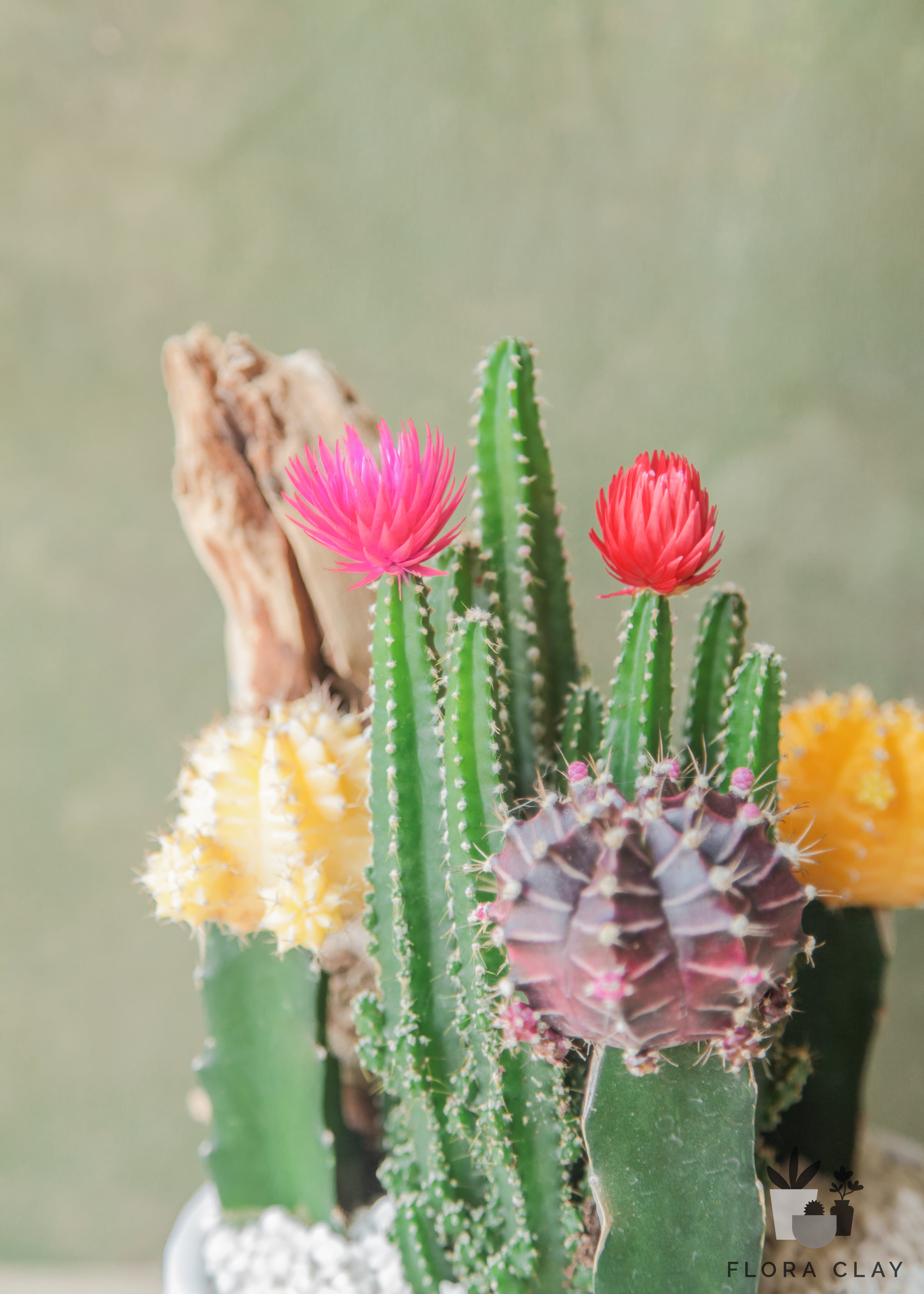 sugar-rock-cactus-arrangement-floraclay-2.jpg