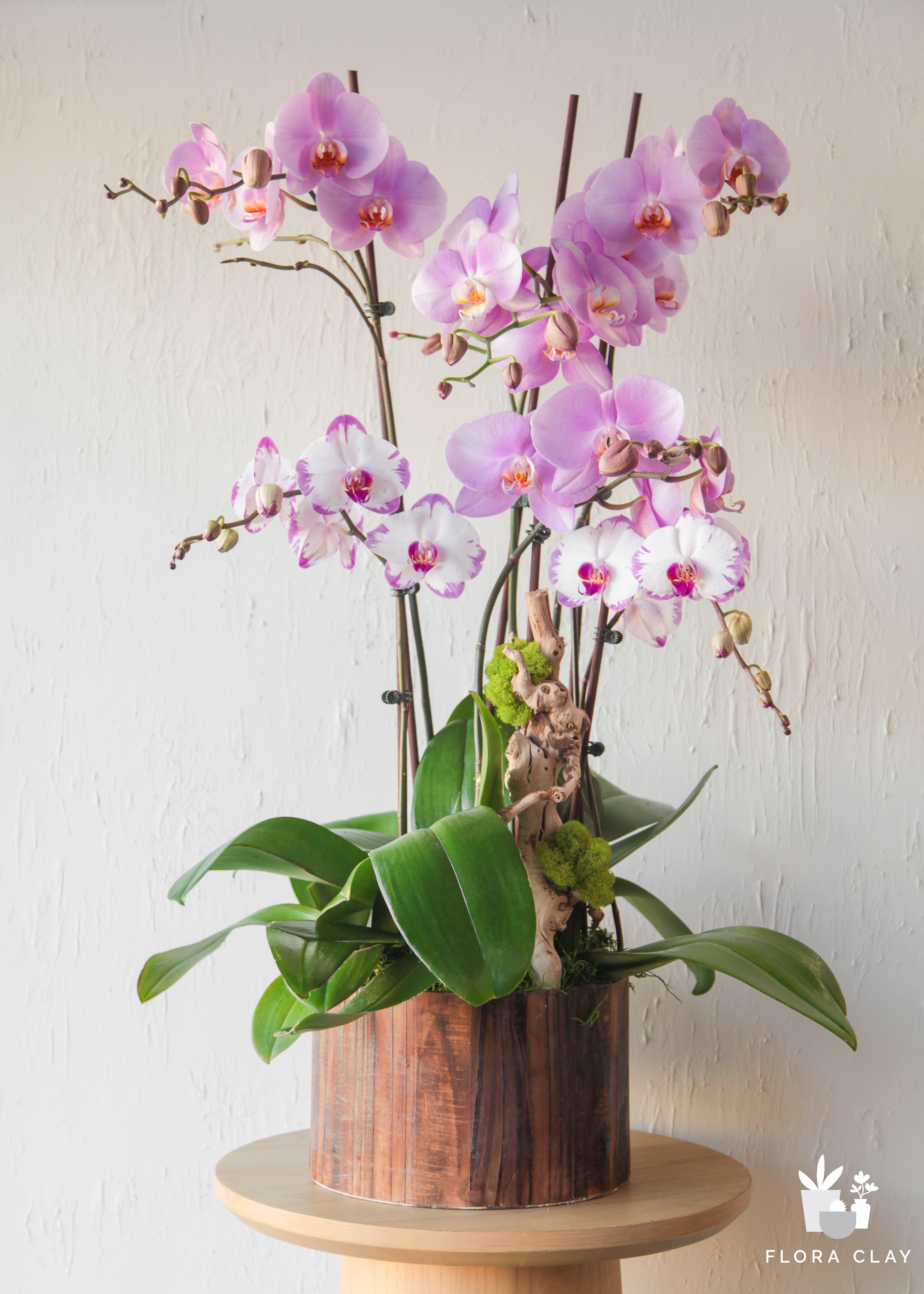 symphony-orchid-floraclay-1.jpg