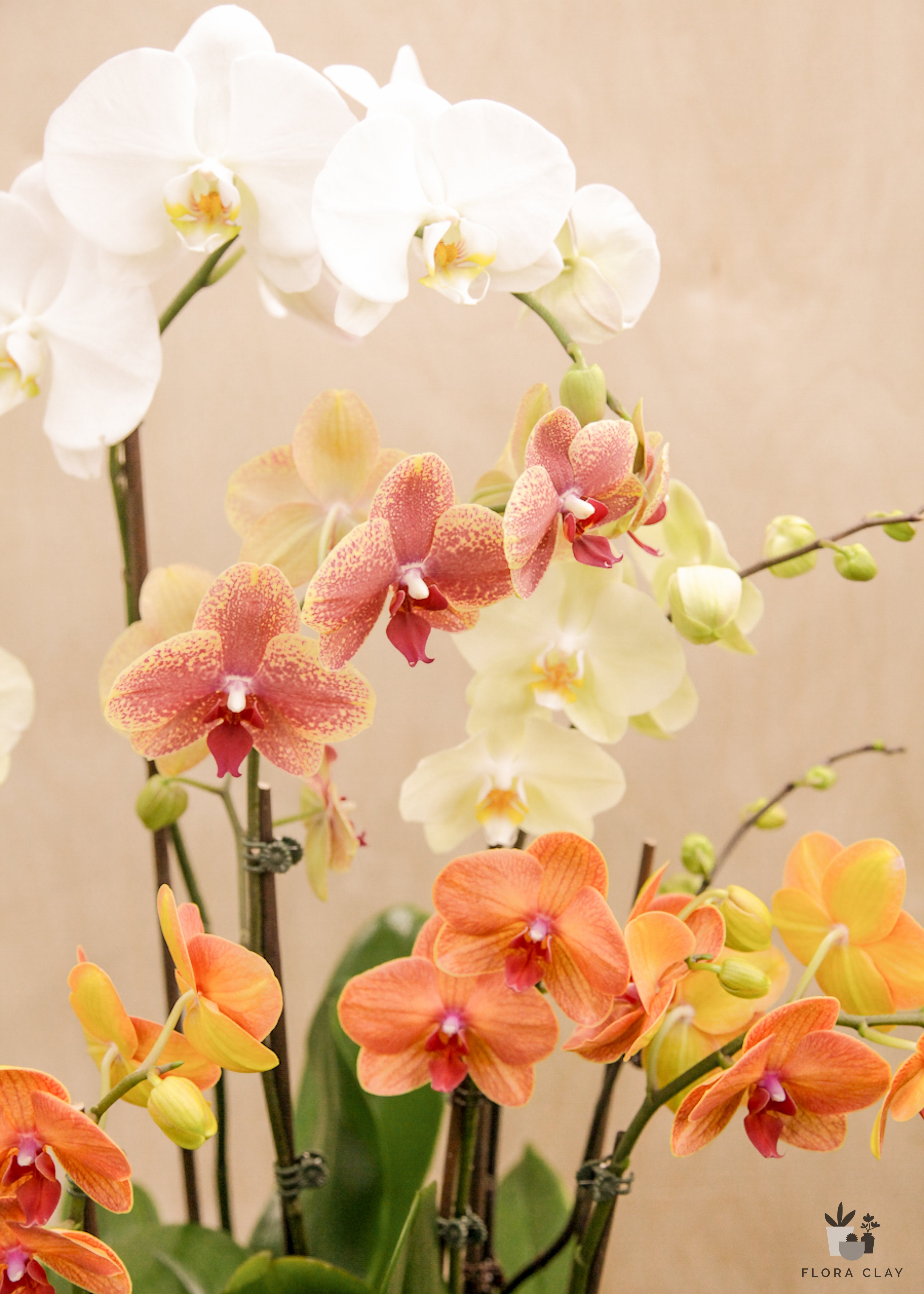 the-queen-orchid-arrangement-floraclay-2.jpg