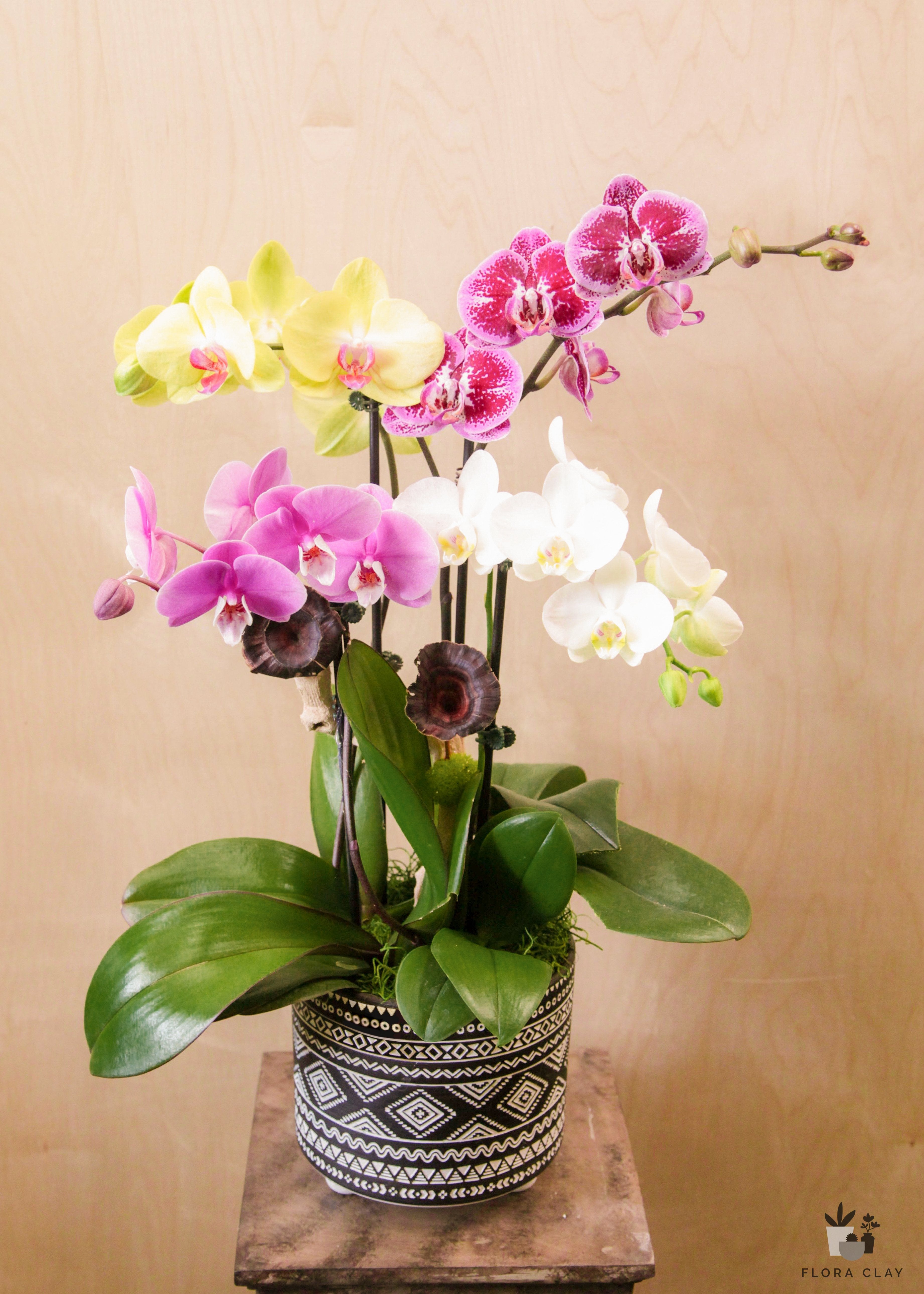 therapist-orchid-arrangement-floraclay-1.jpg