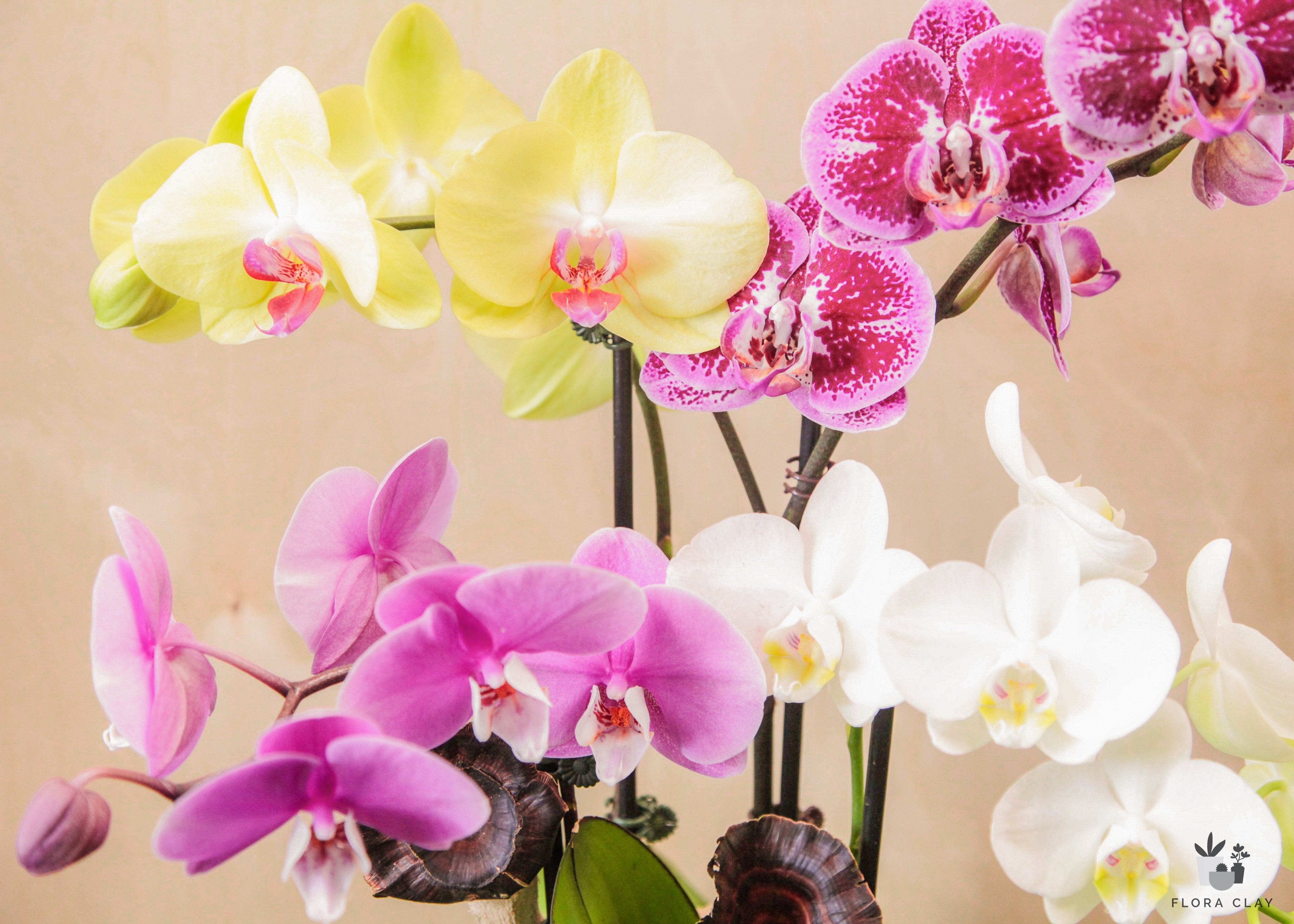 therapist-orchid-arrangement-floraclay-2.jpg