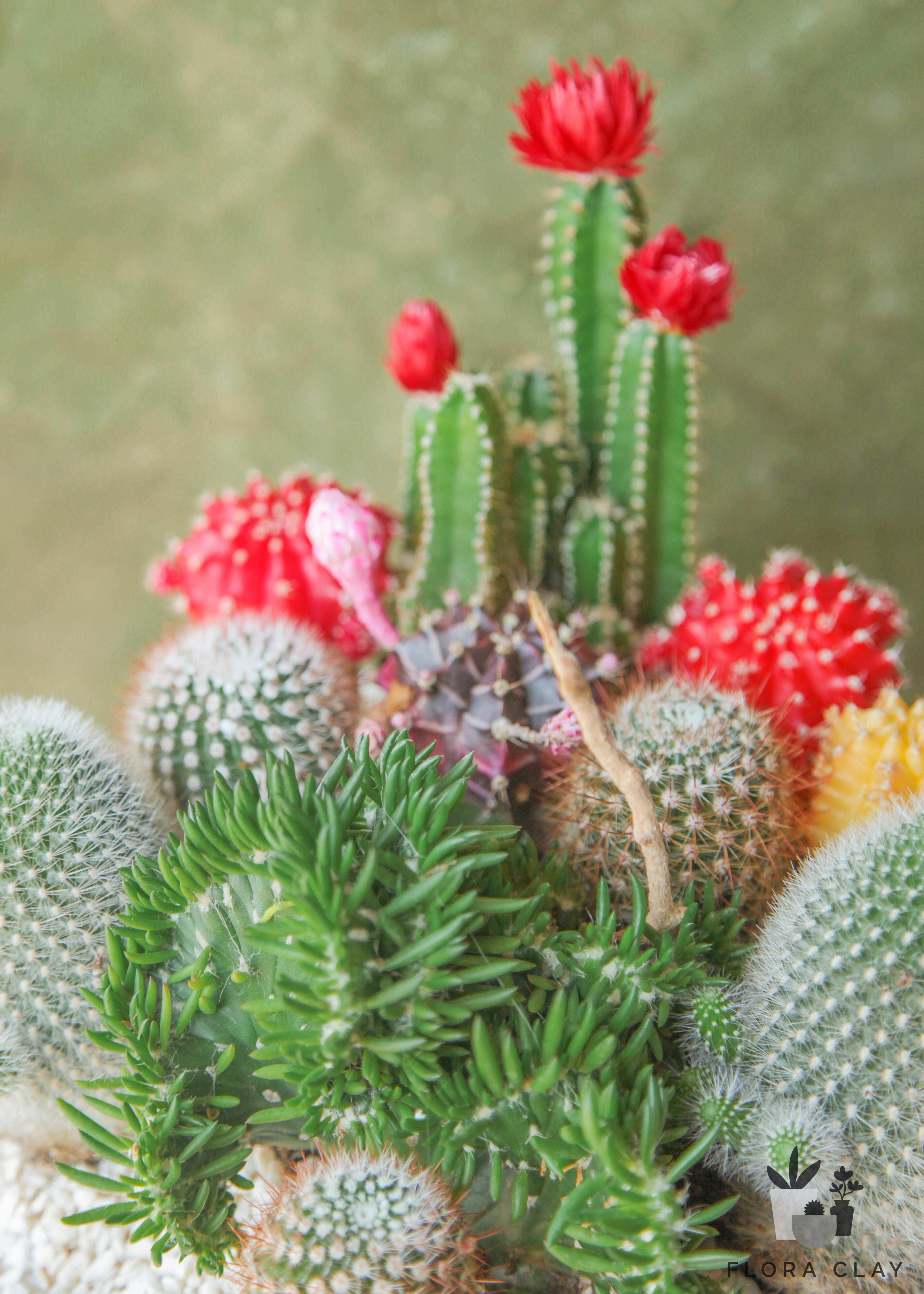 tranquility-cactus-arrangement-floraclay-2.jpg