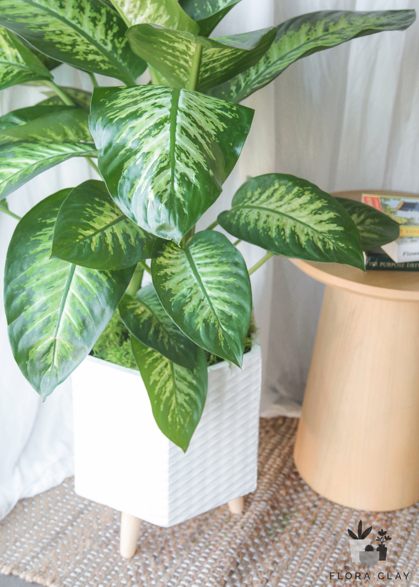 dieffenbachia tropic snow Tropic Snow